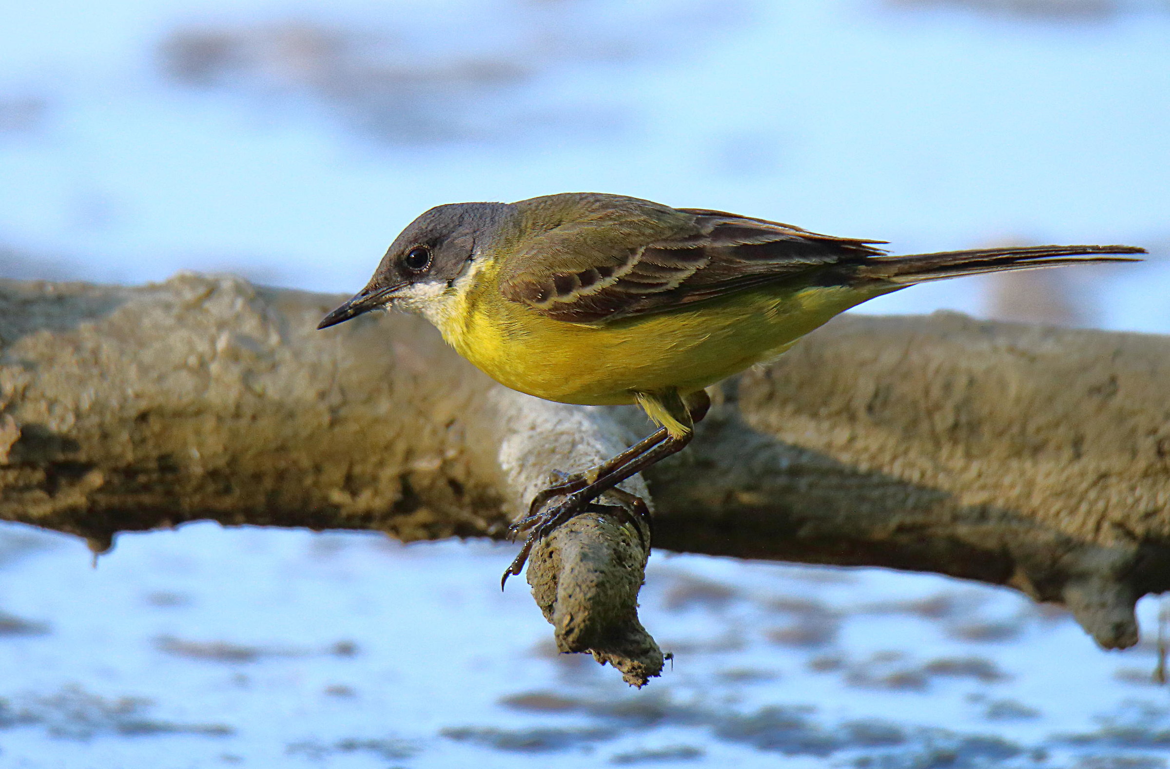 Yellow Wagtail