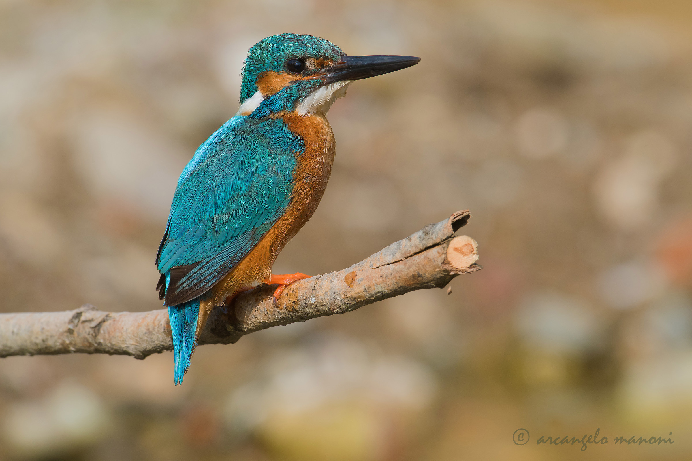 The miracle of calling Martino