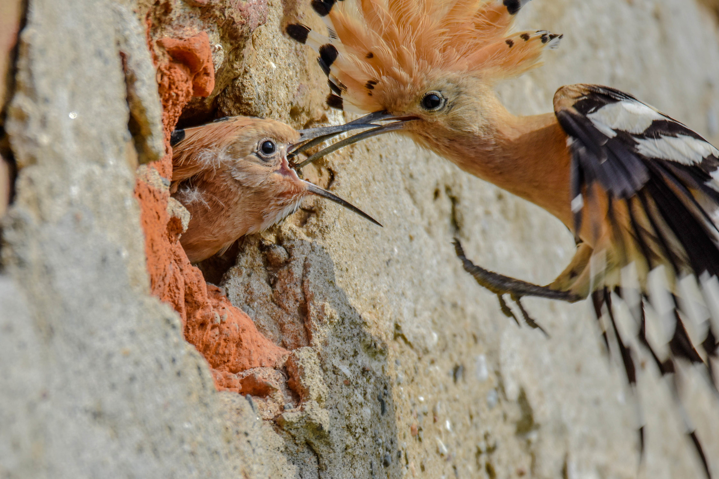 Hoopoe