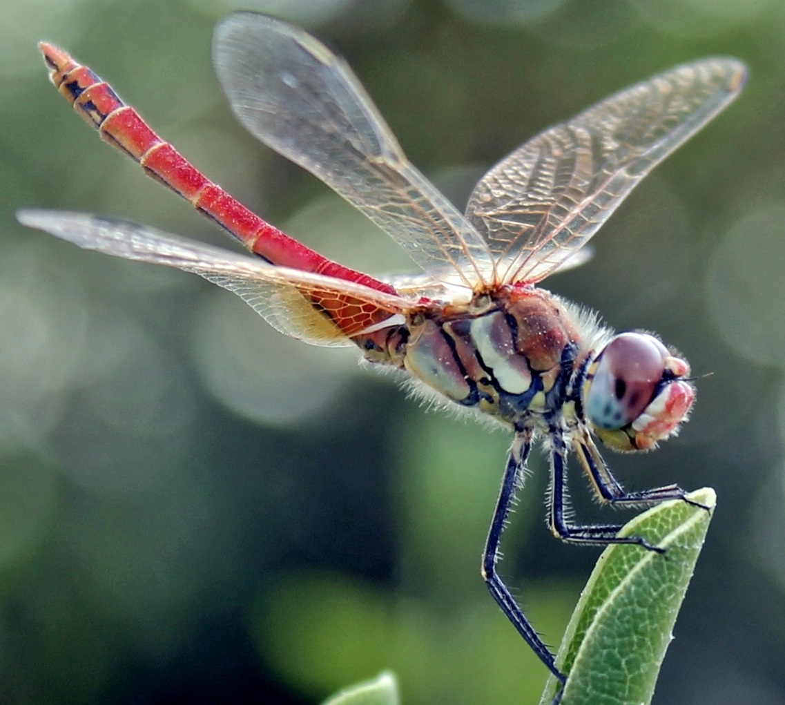 Libellula