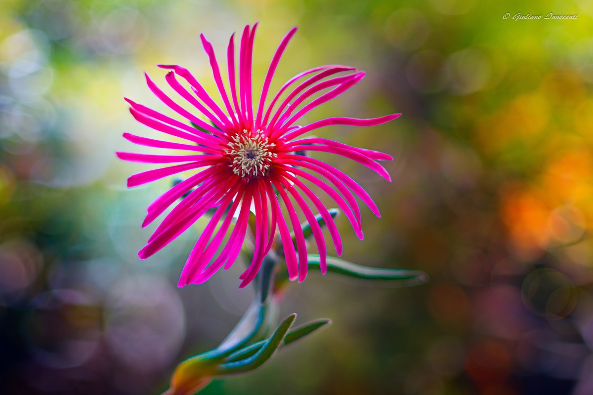 una girandola di colori