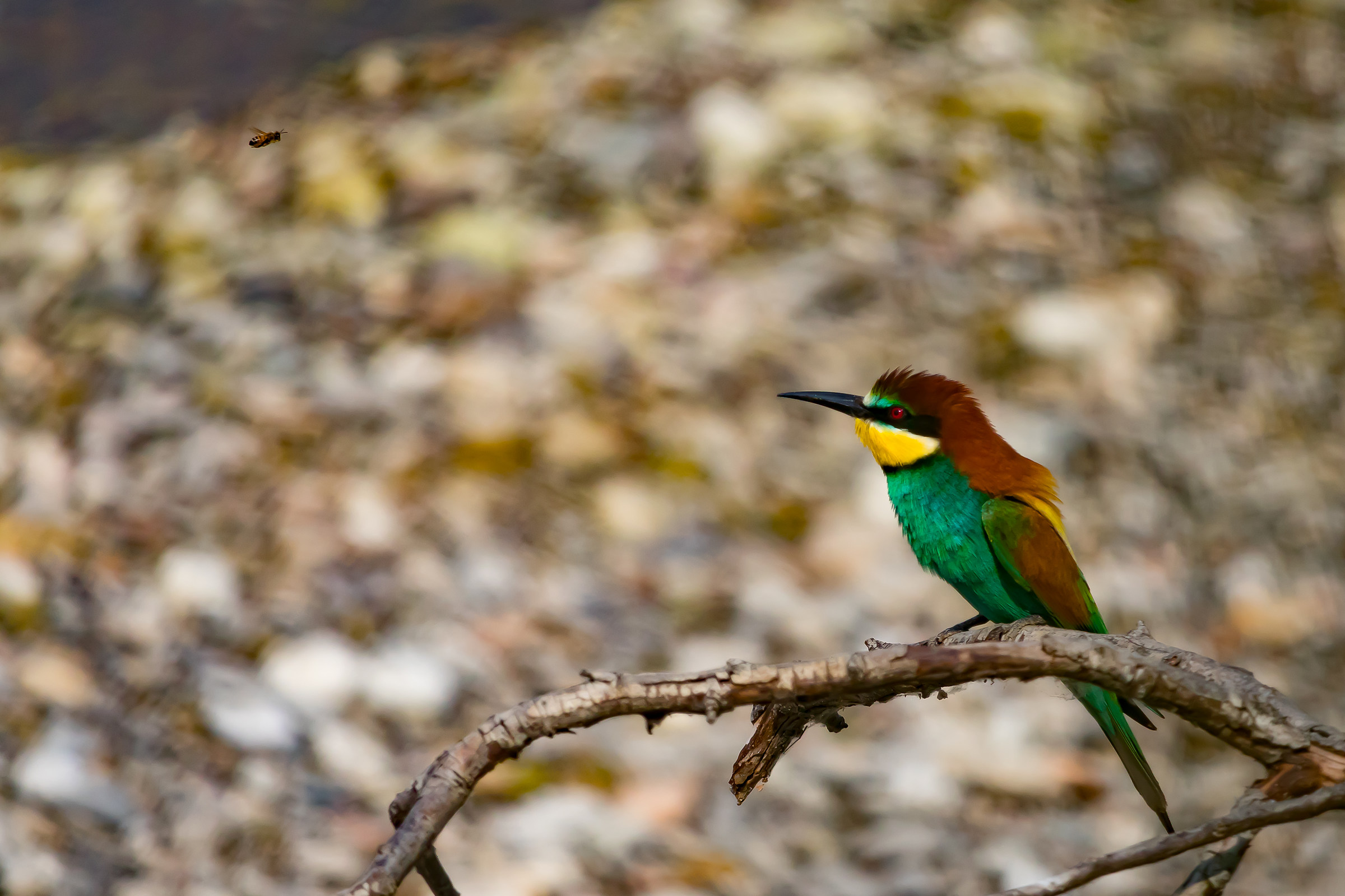 The snack on the beak