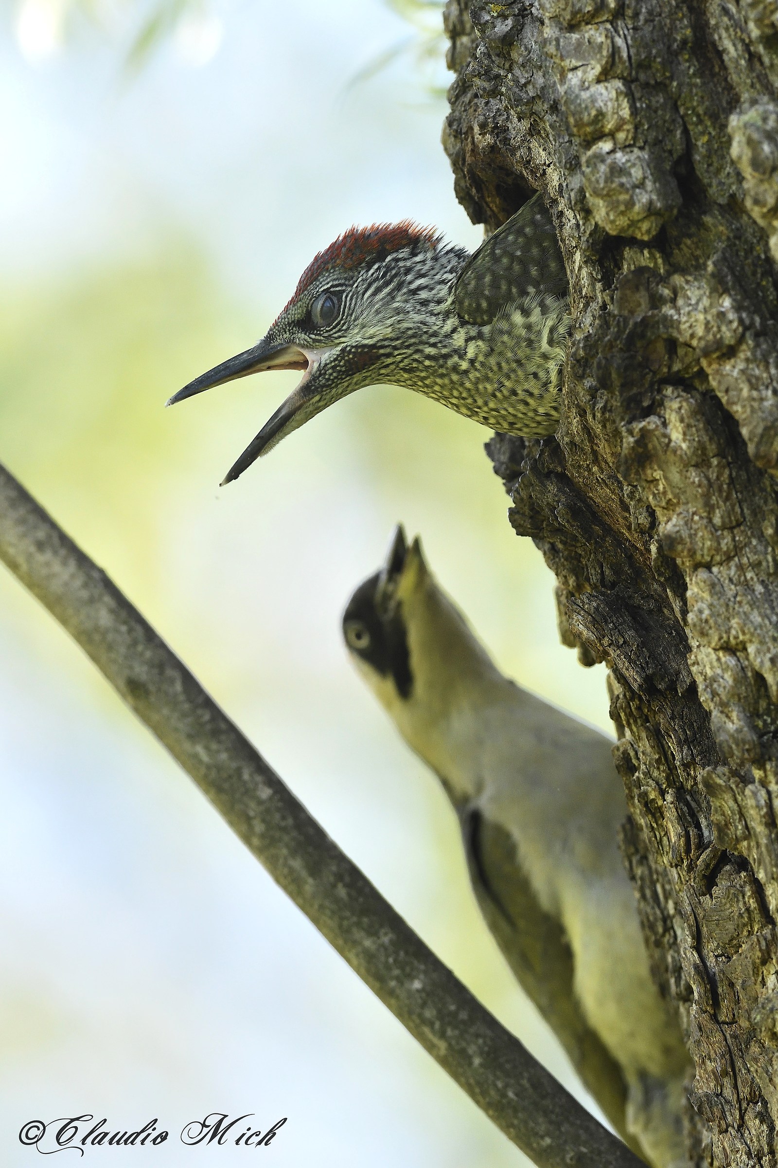 Mother comes in - a green woodpecker