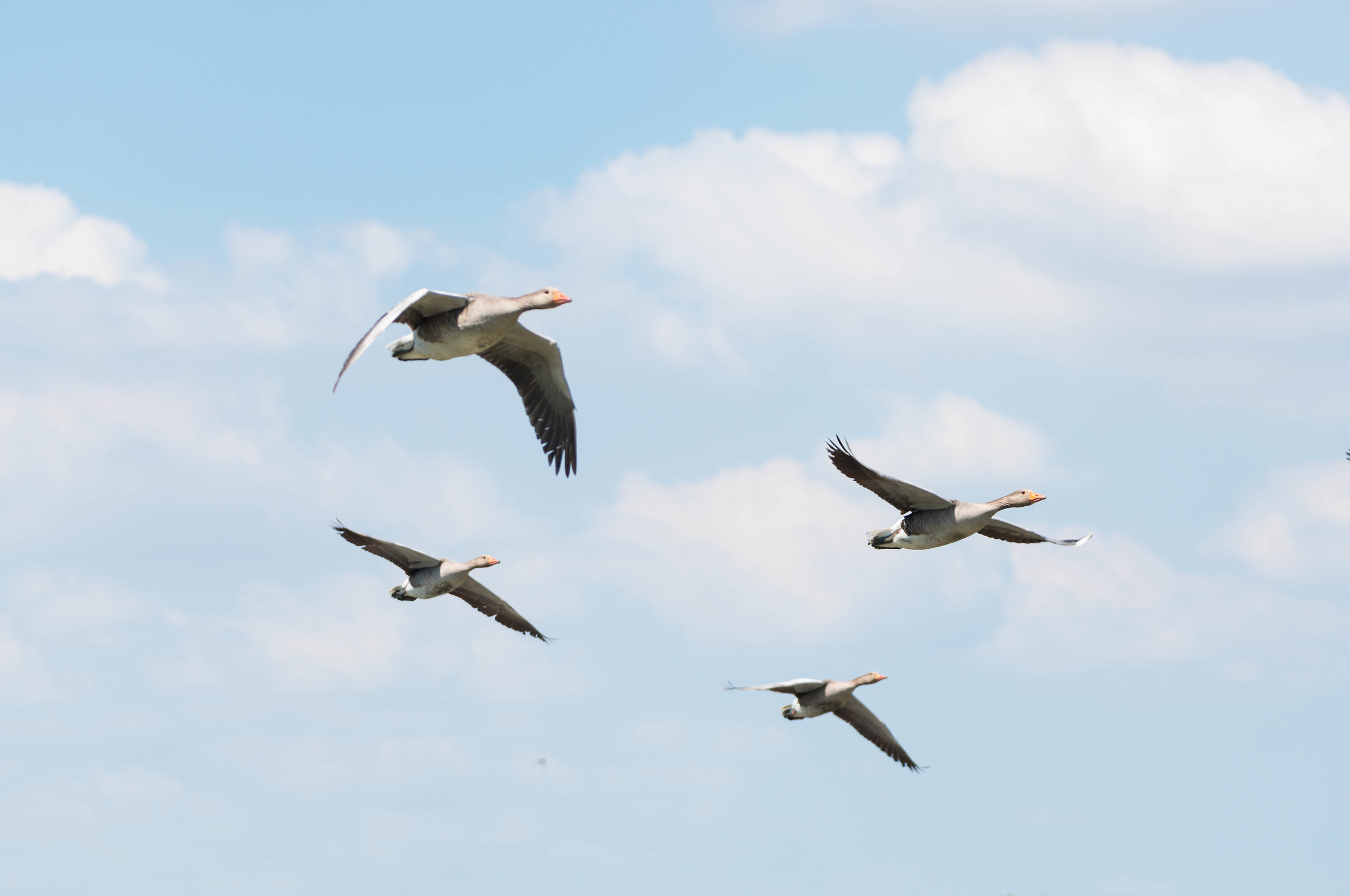Oche in formazione di volo