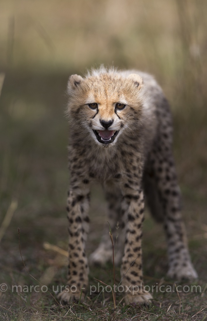 Cheetah cub 2