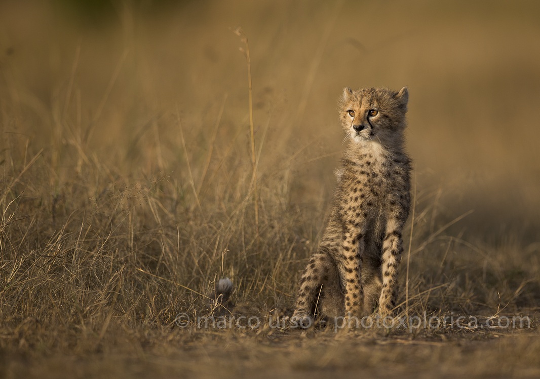 Cheetah cub 1