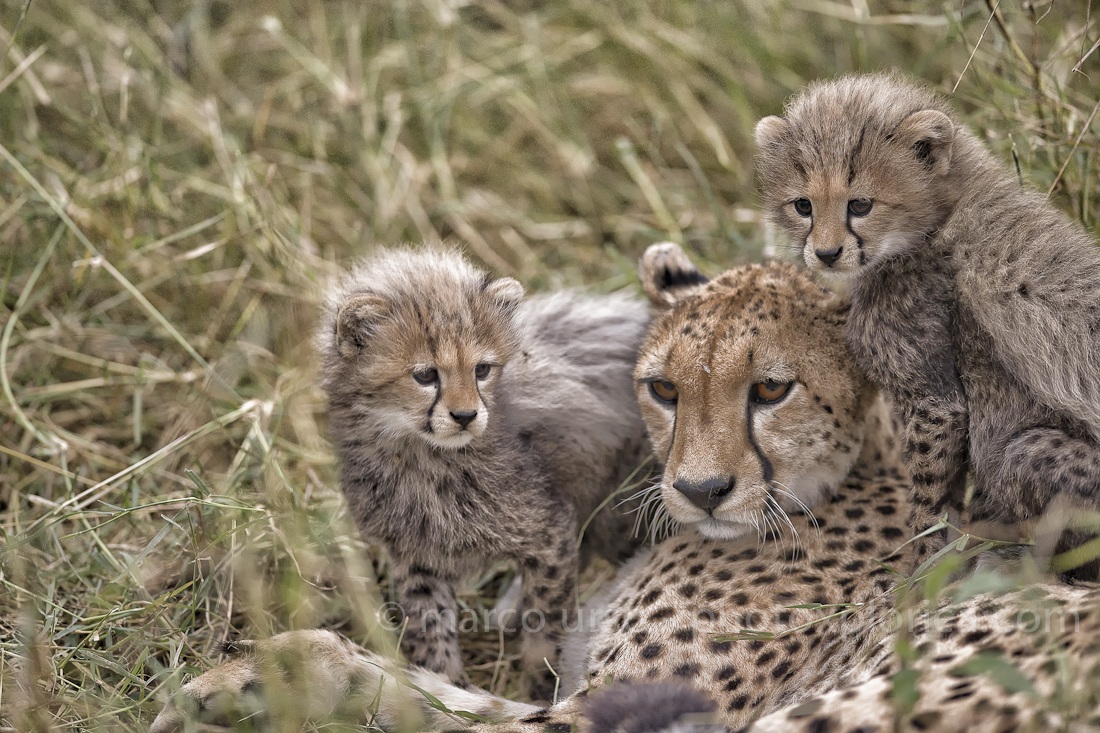 Cheetah mother with cubs