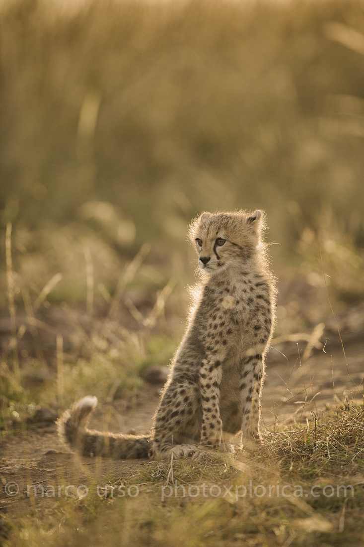 Cheetah cub 3