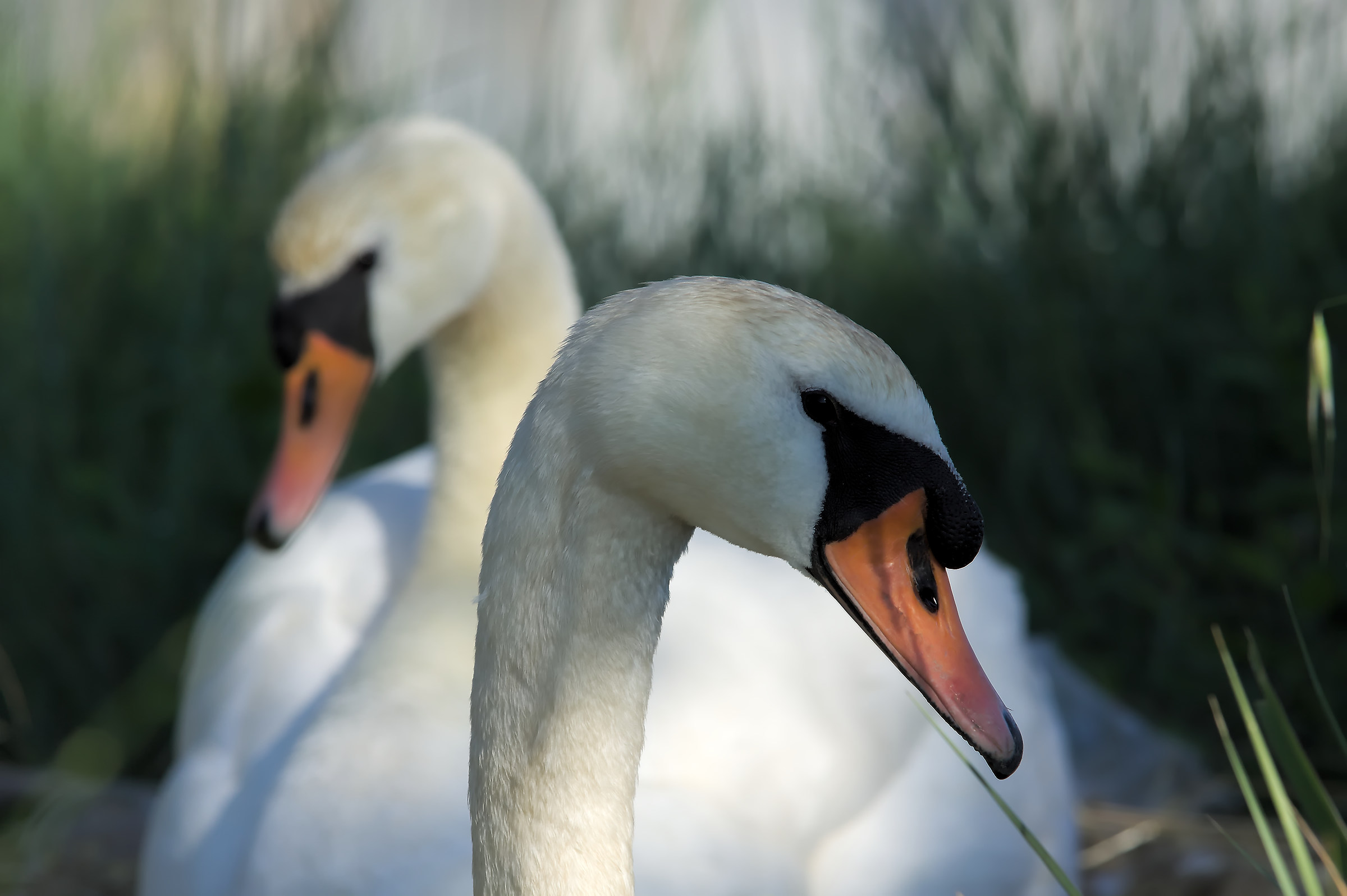 Swans