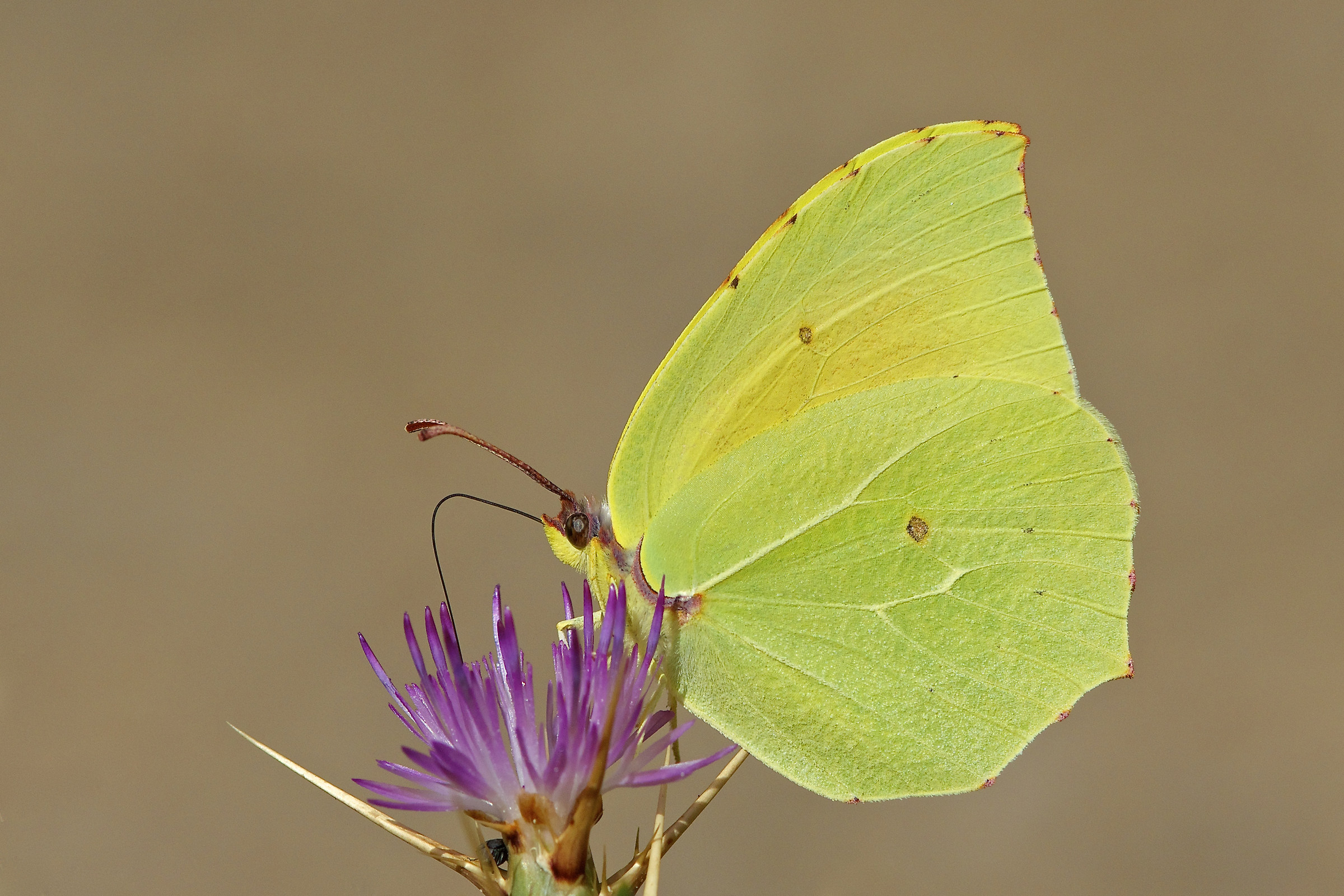 Gonepterix cleopatra