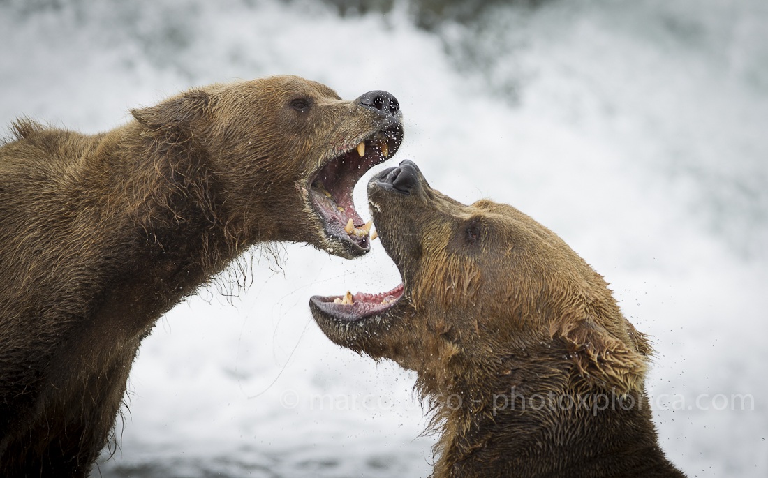 Katmai - Alaska