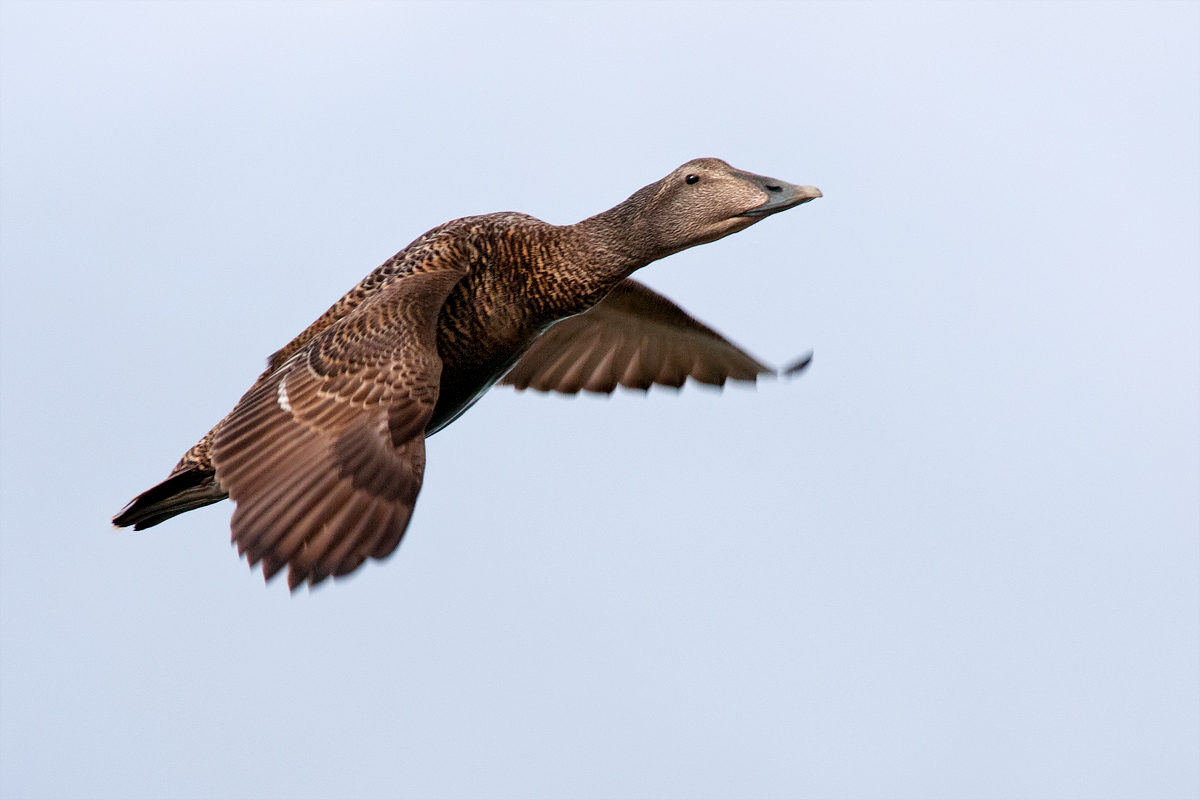 Edredone (Somateria mollissima) in volo