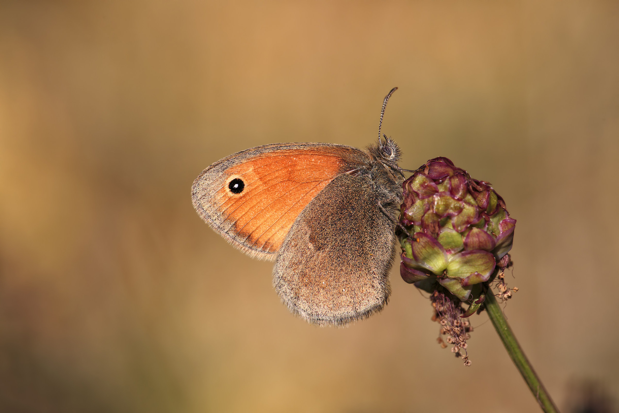 Coenonympha Pamphilius minore.