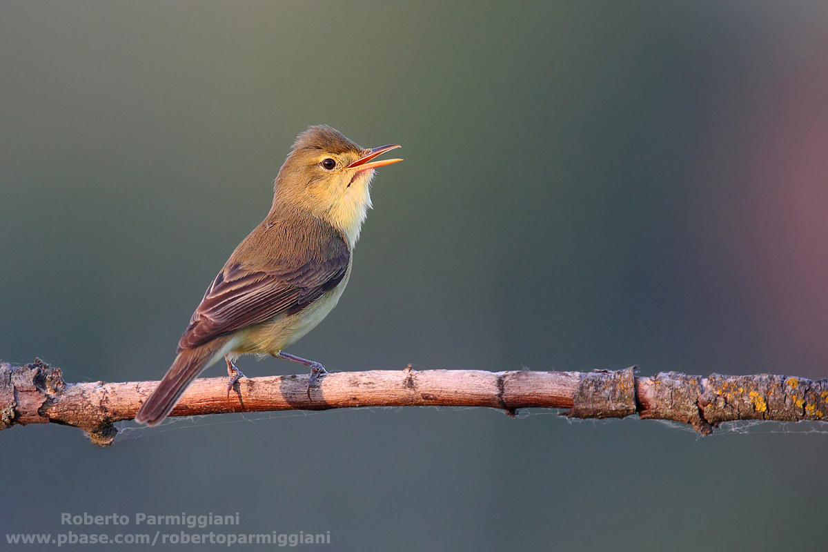 Last light with canapin