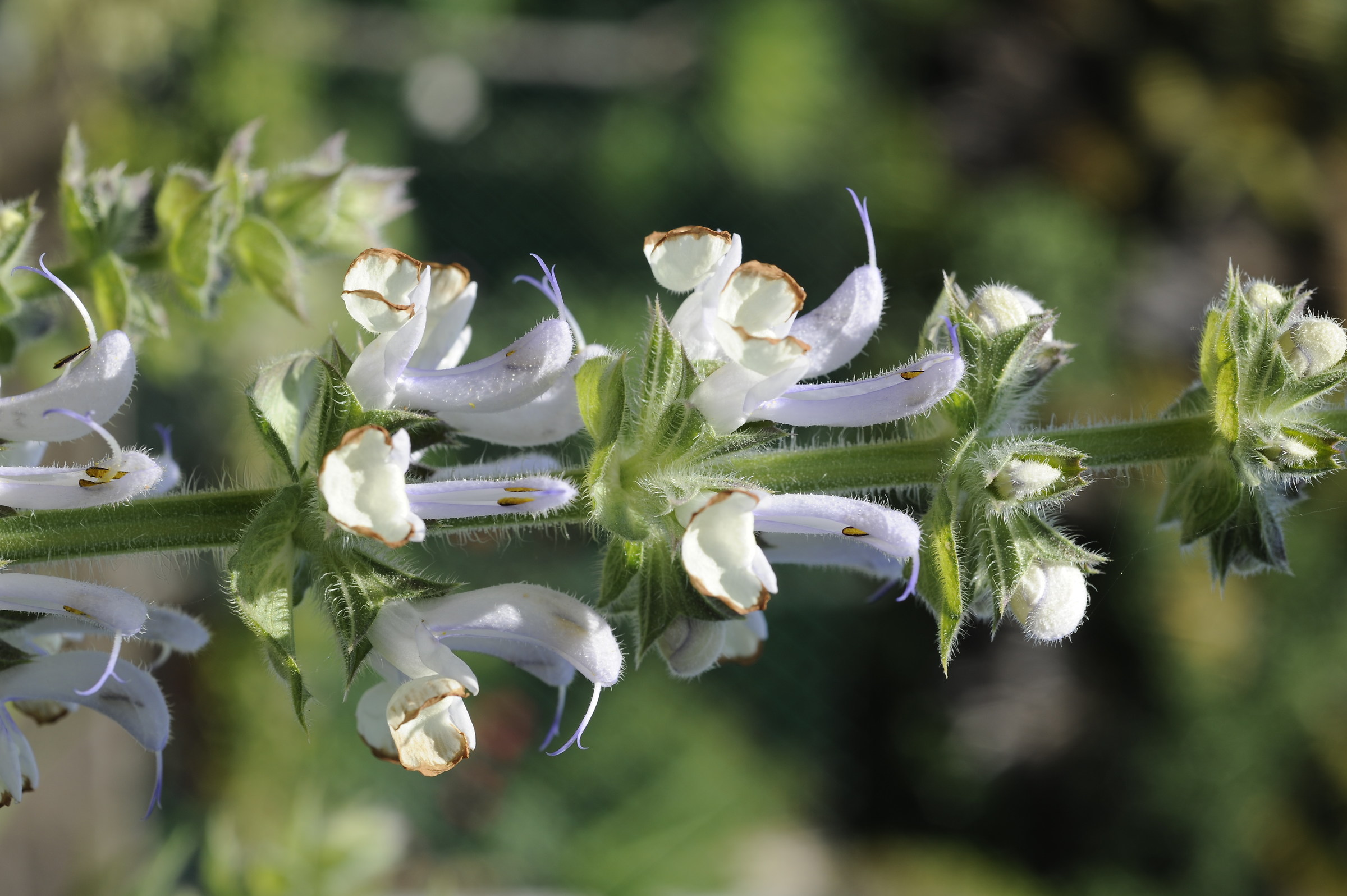 Fiore ... fuori dalla porta di casa