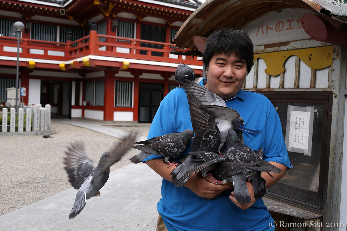 Nagoya, Pigeons