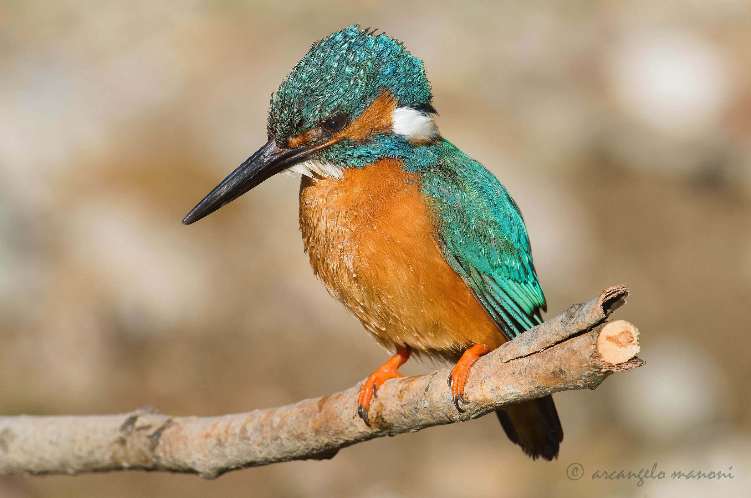 Un martino pensieroso