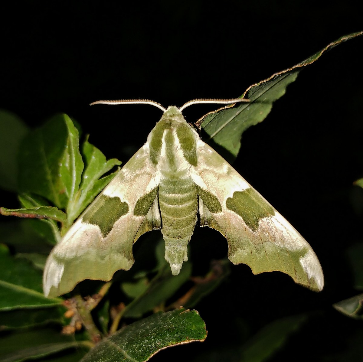 Mimas tiliae (Linnaeus, 1758)