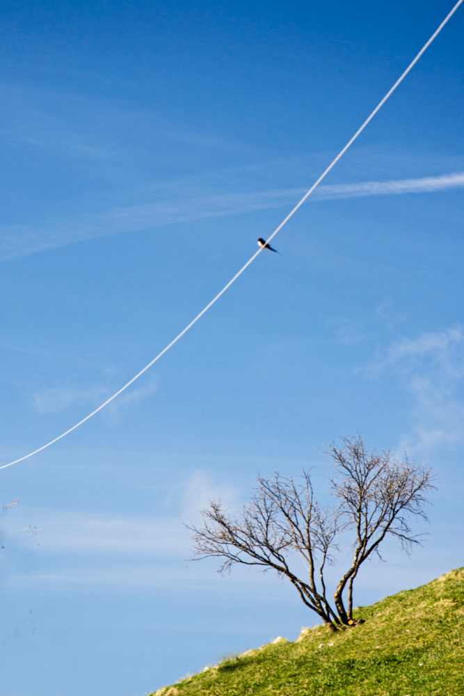 A swallow makes spring