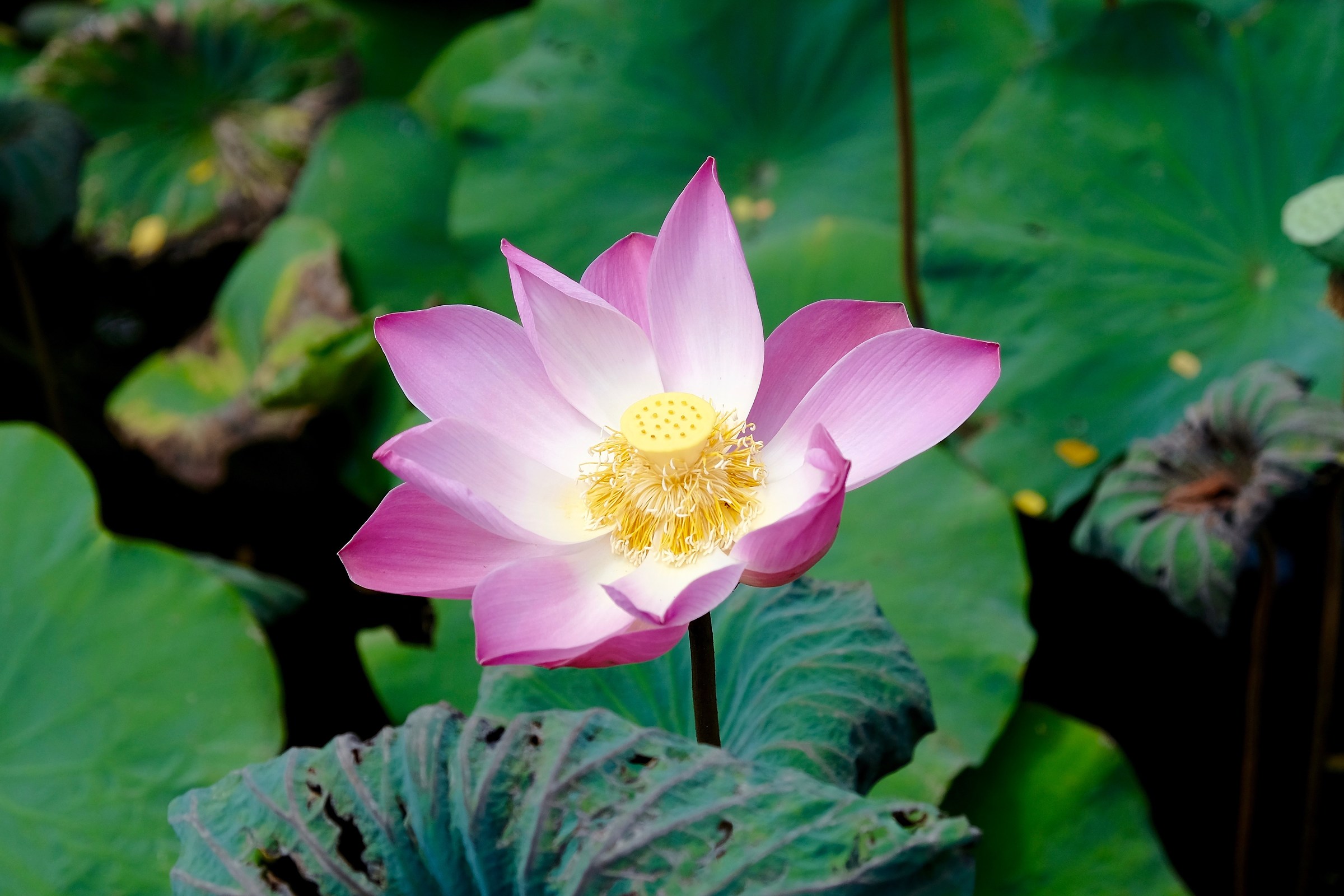 Lotus Flower - Bali