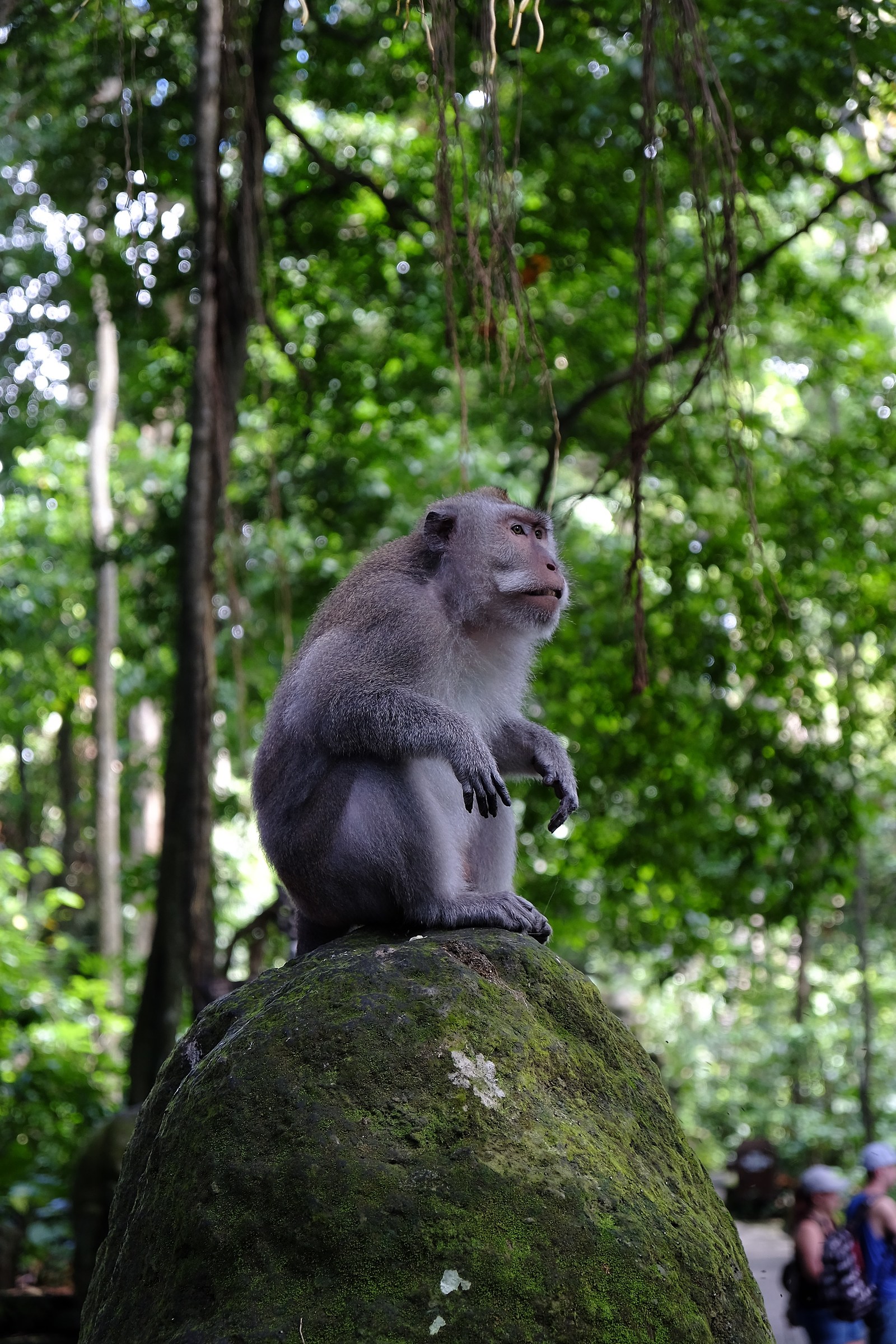 Old monkey in Ubud