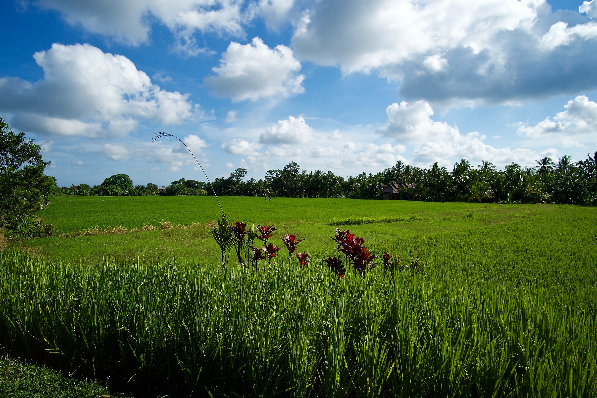 Rice fields in Ubud district, Bali
