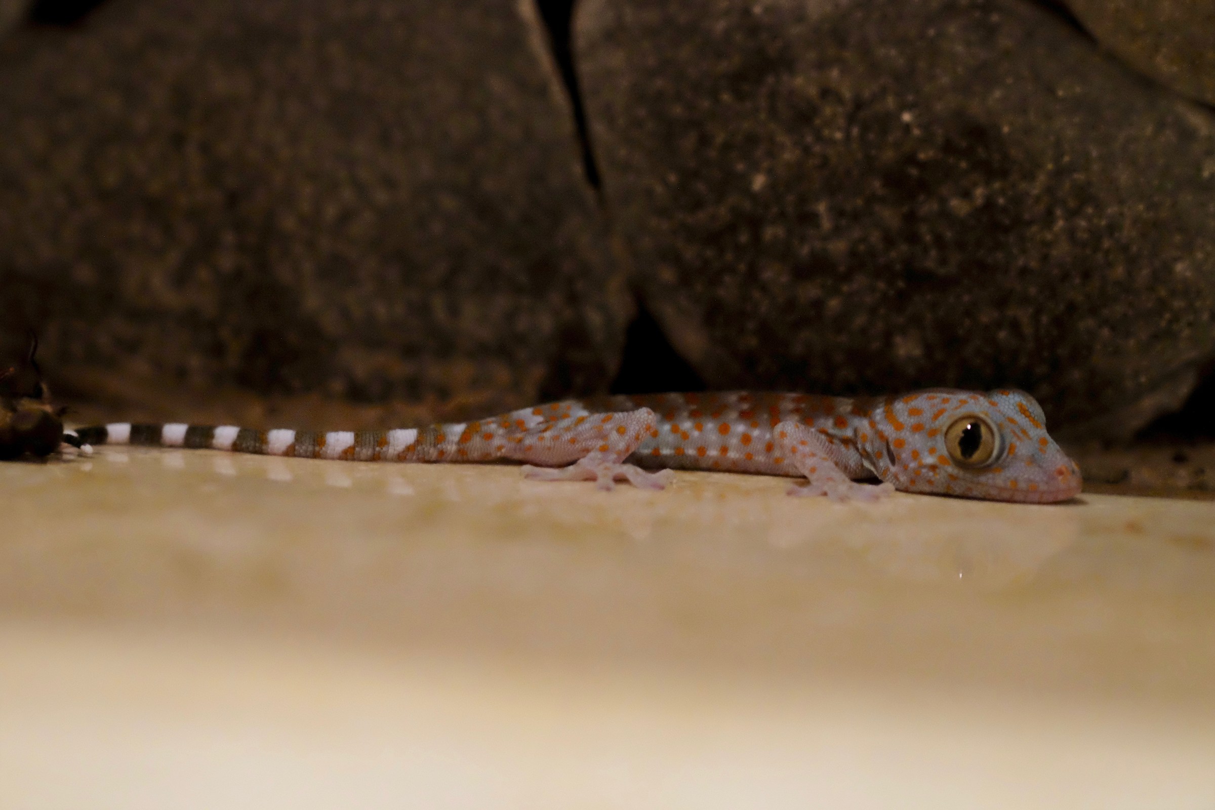 Charming guest at the hotel ...