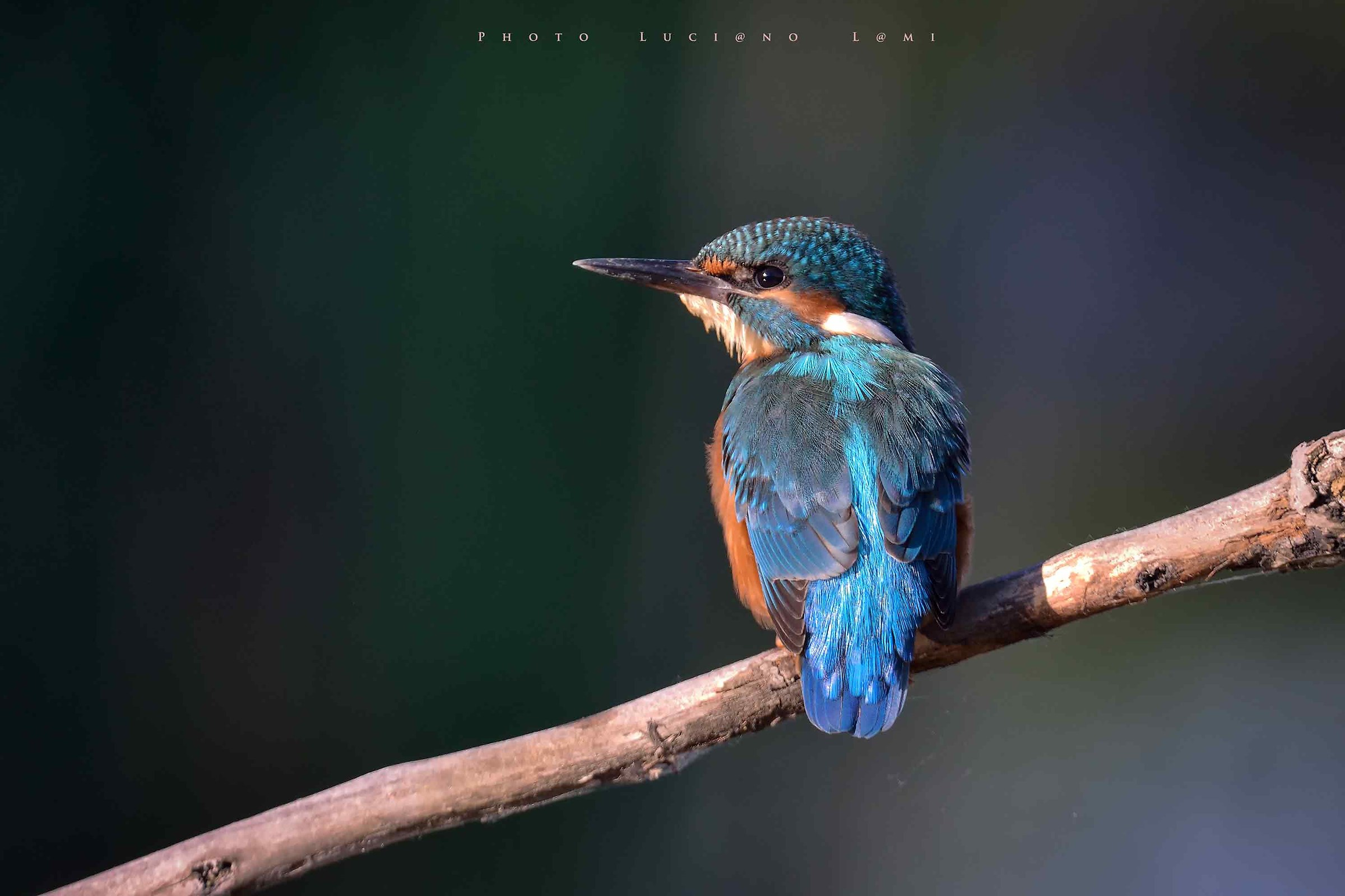 Good morning see Martino