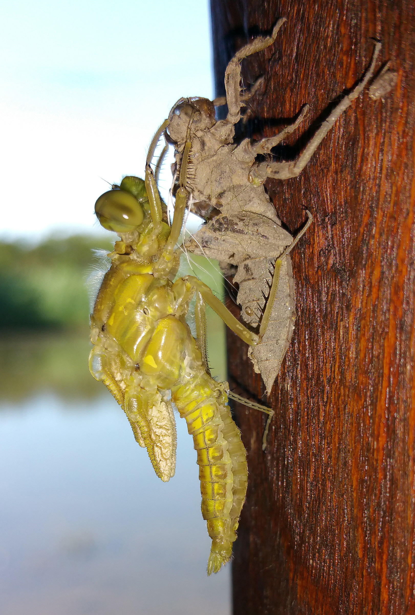Birth of a dragonfly __fase 1