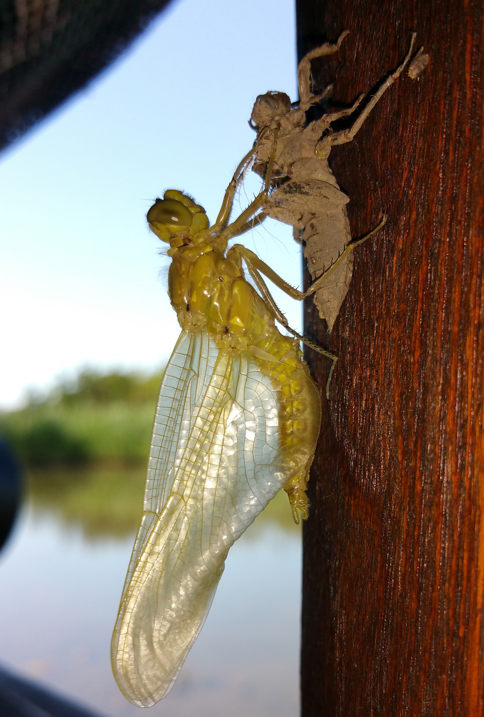 Birth of a dragonfly __fase 2