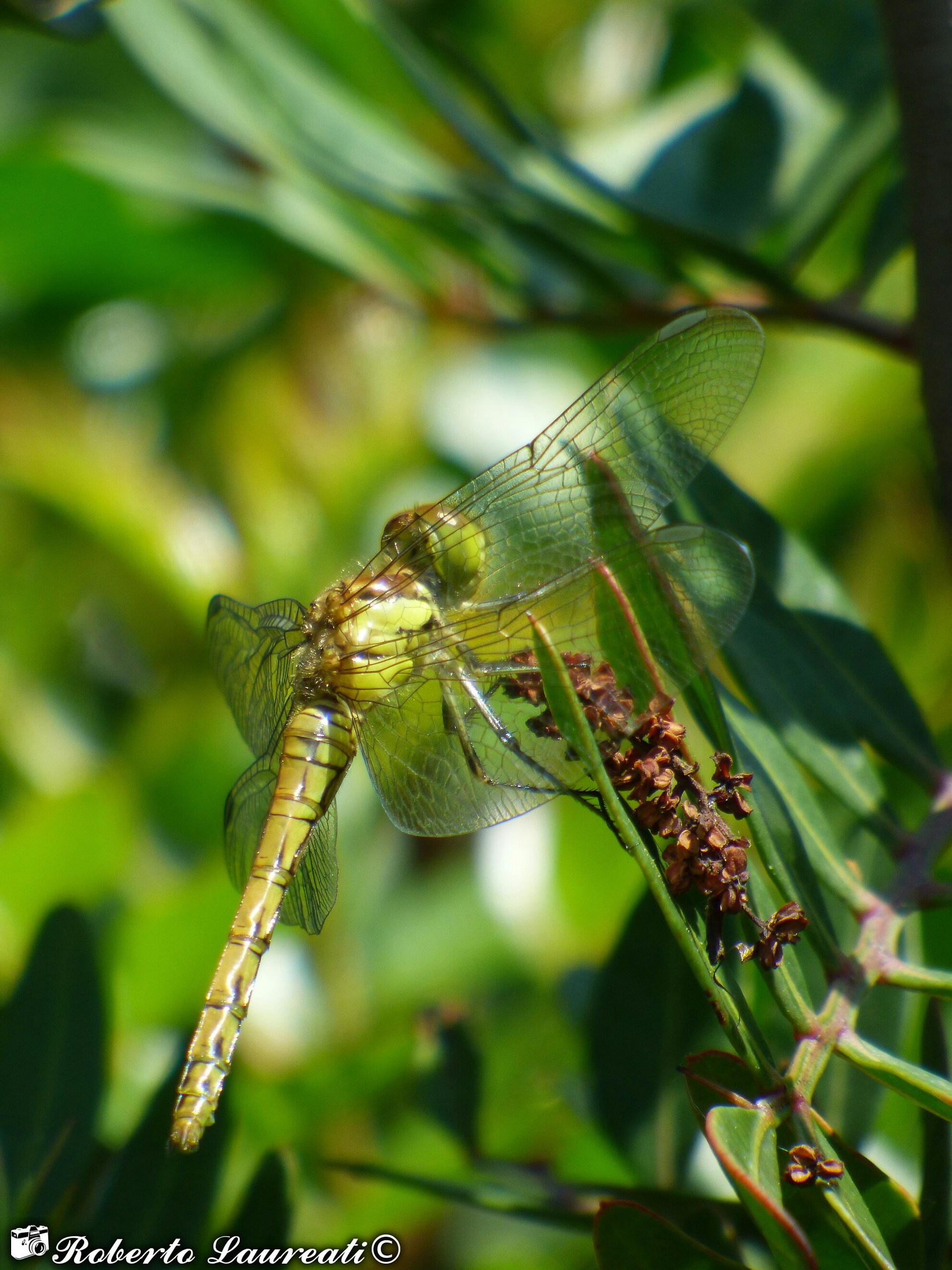 Frecciarossa & female (Crocothemis erythraea)
