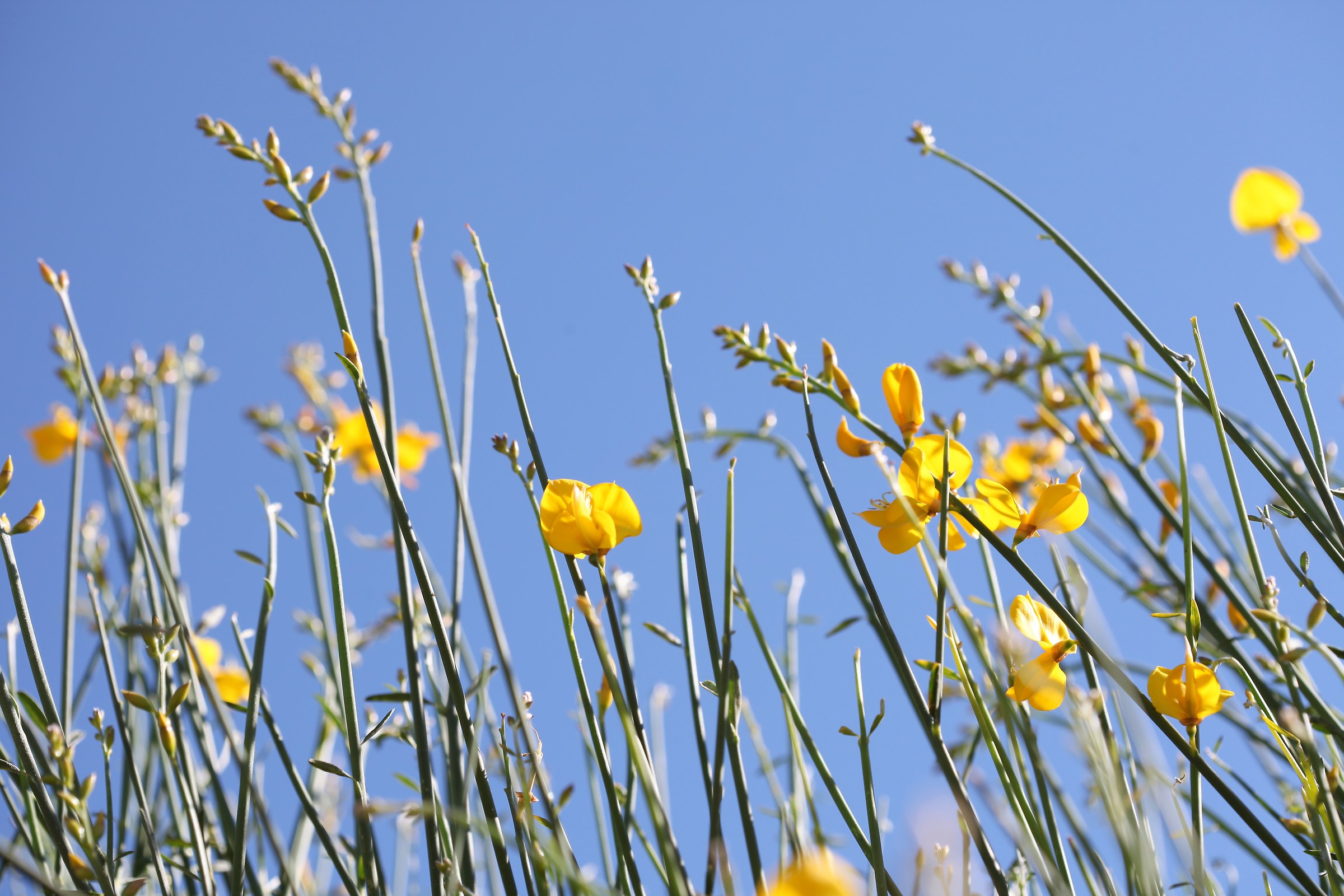 Ginestra al cielo!