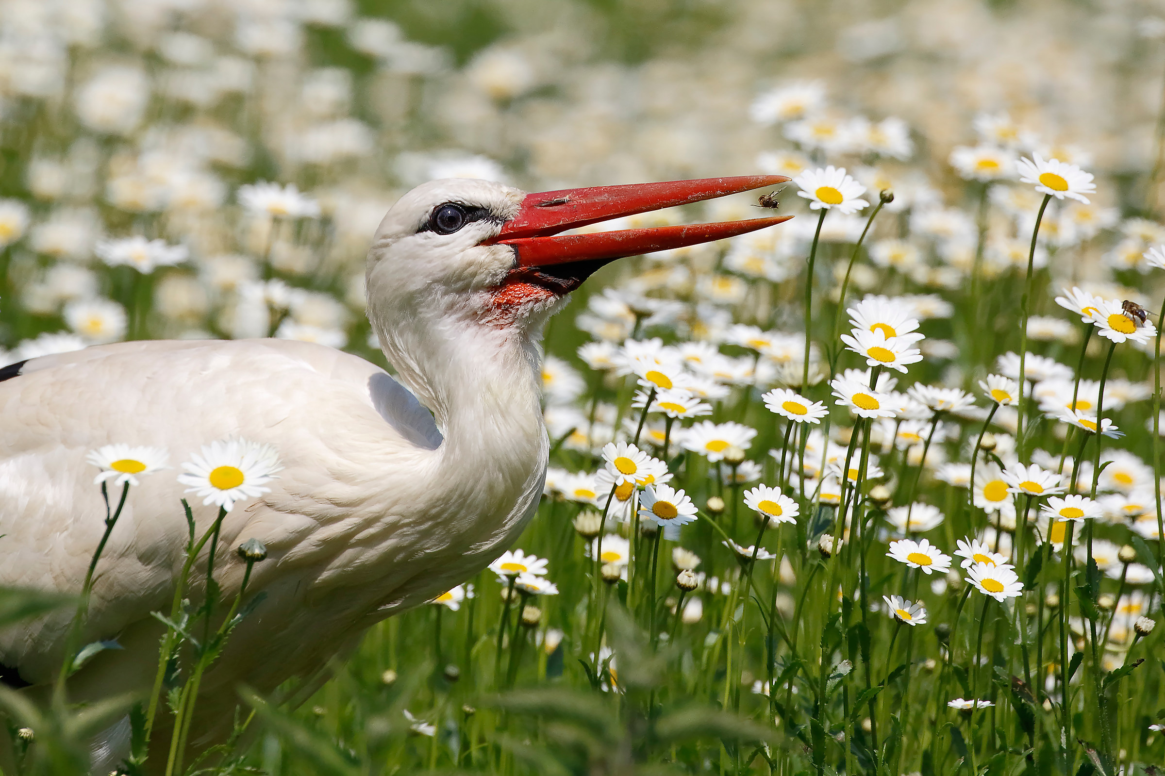Hunting among daisies