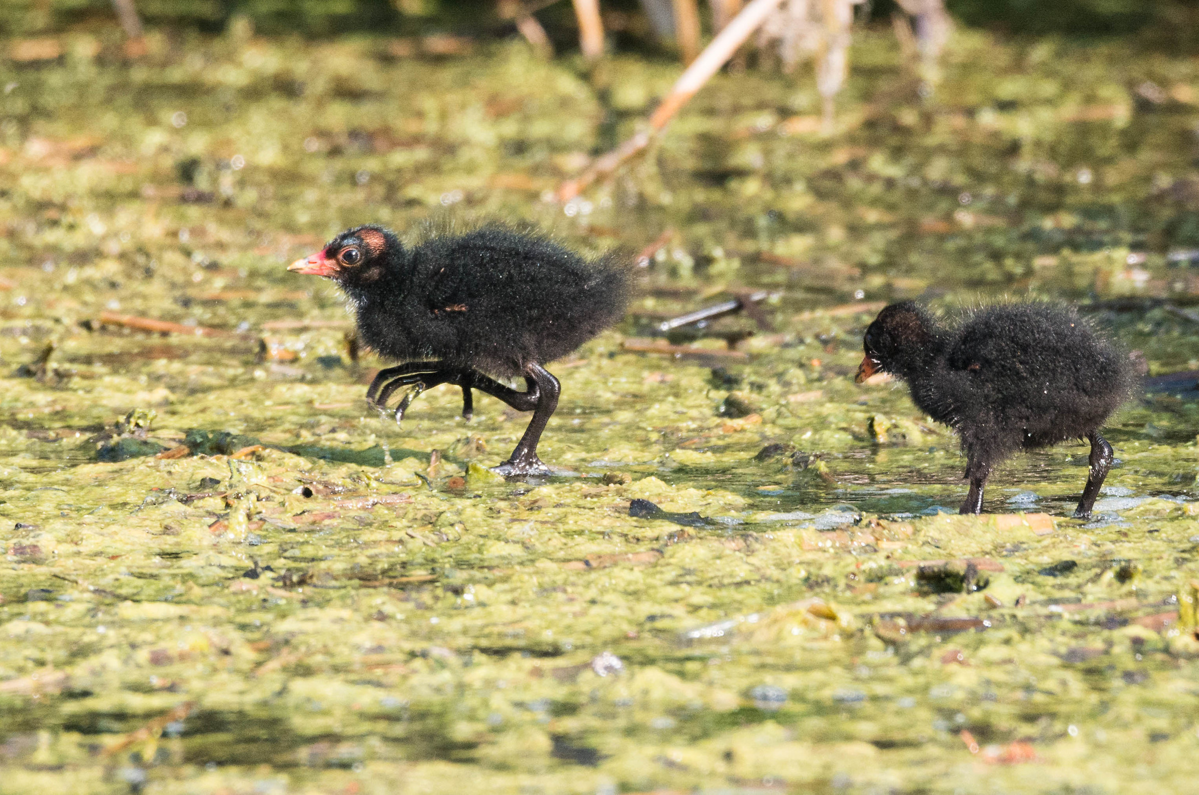 Pulli di Gallinella d'acqua