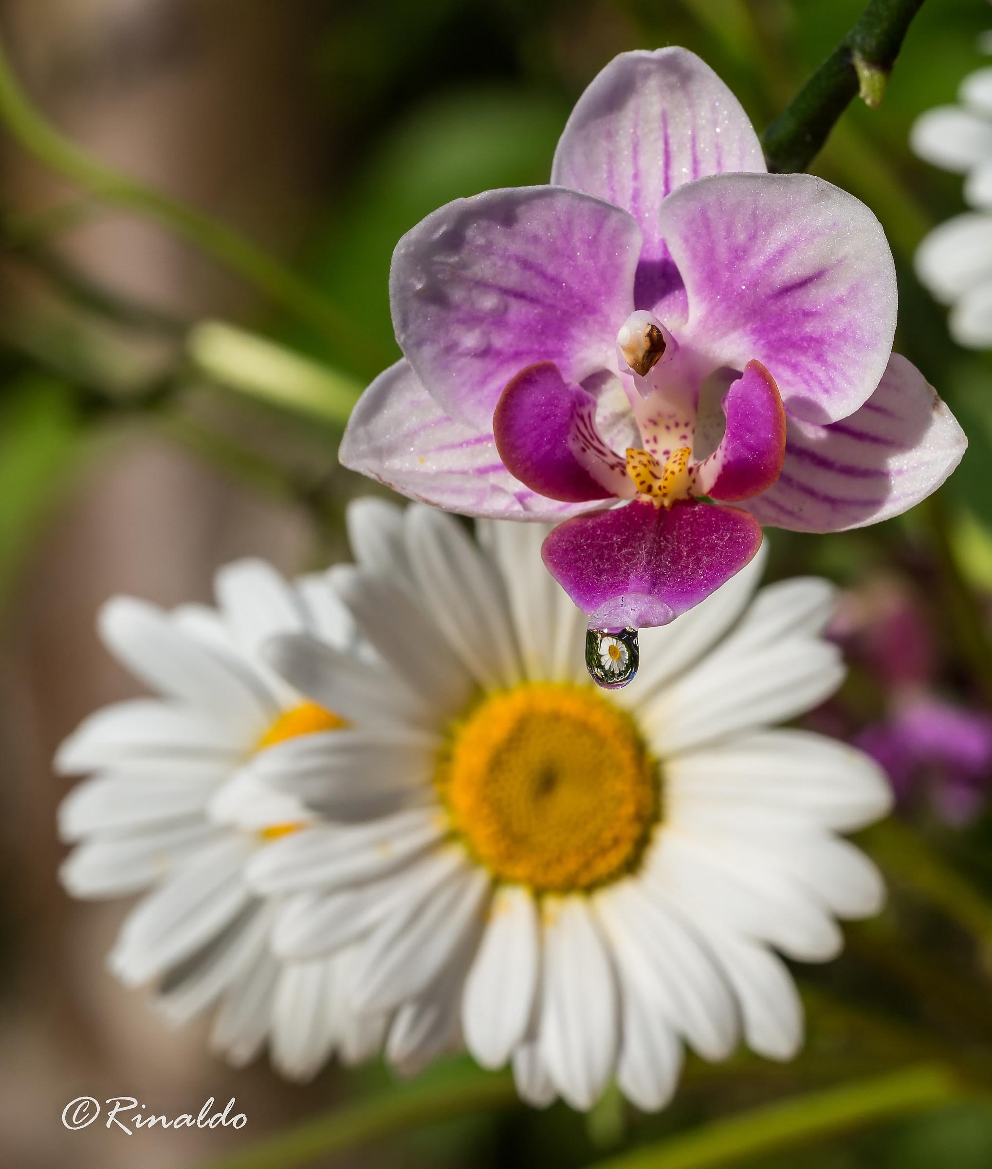 The daisy in the drop