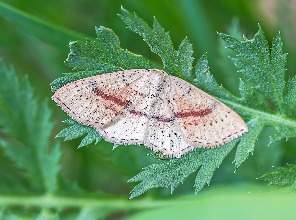 Maiden's Blush Moth