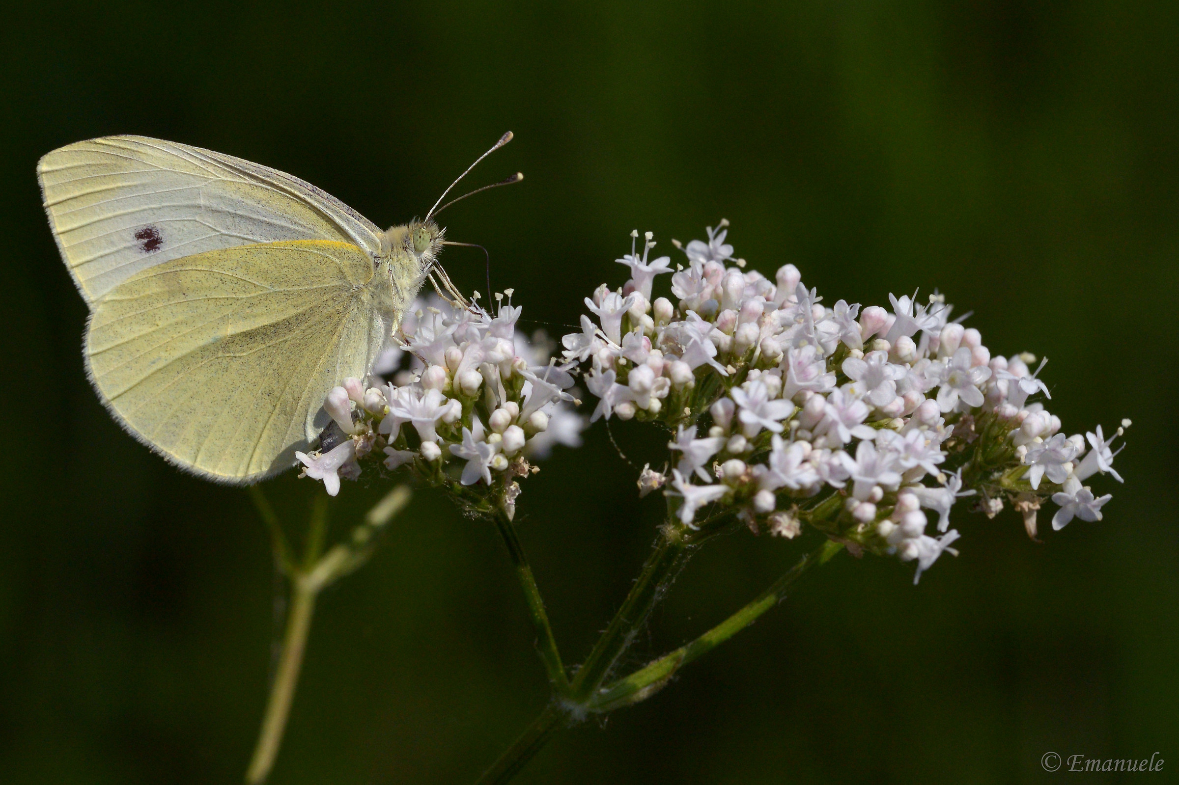 Pieris Brassicae