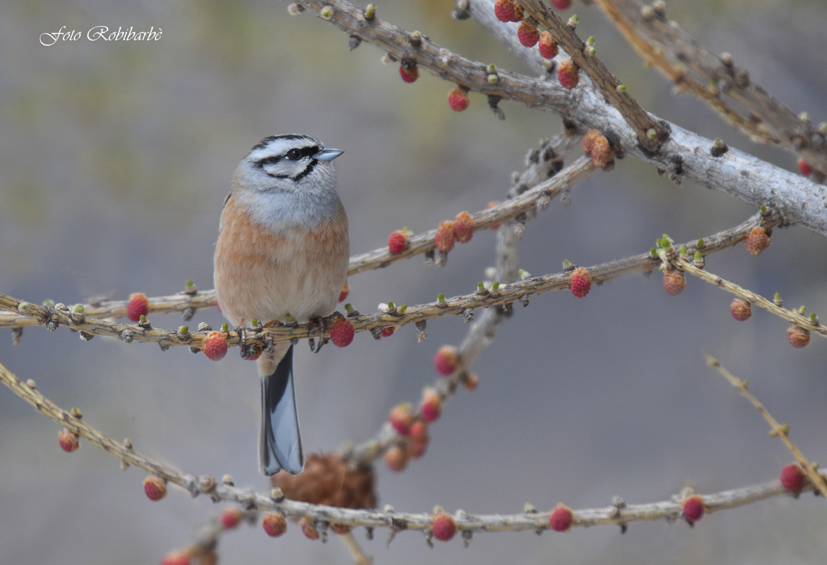 Un muciatto tra le fronde...