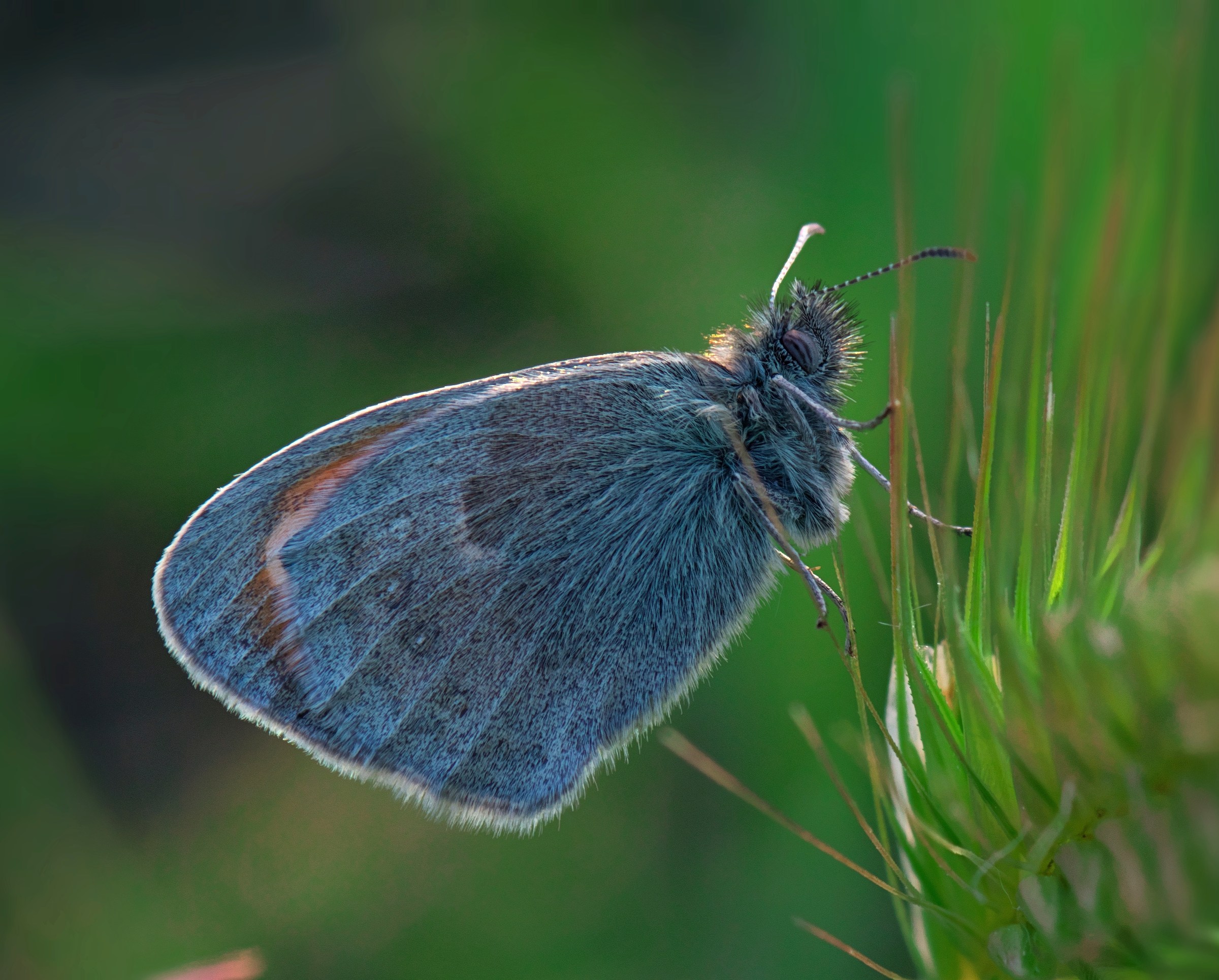 Waiting in the evening