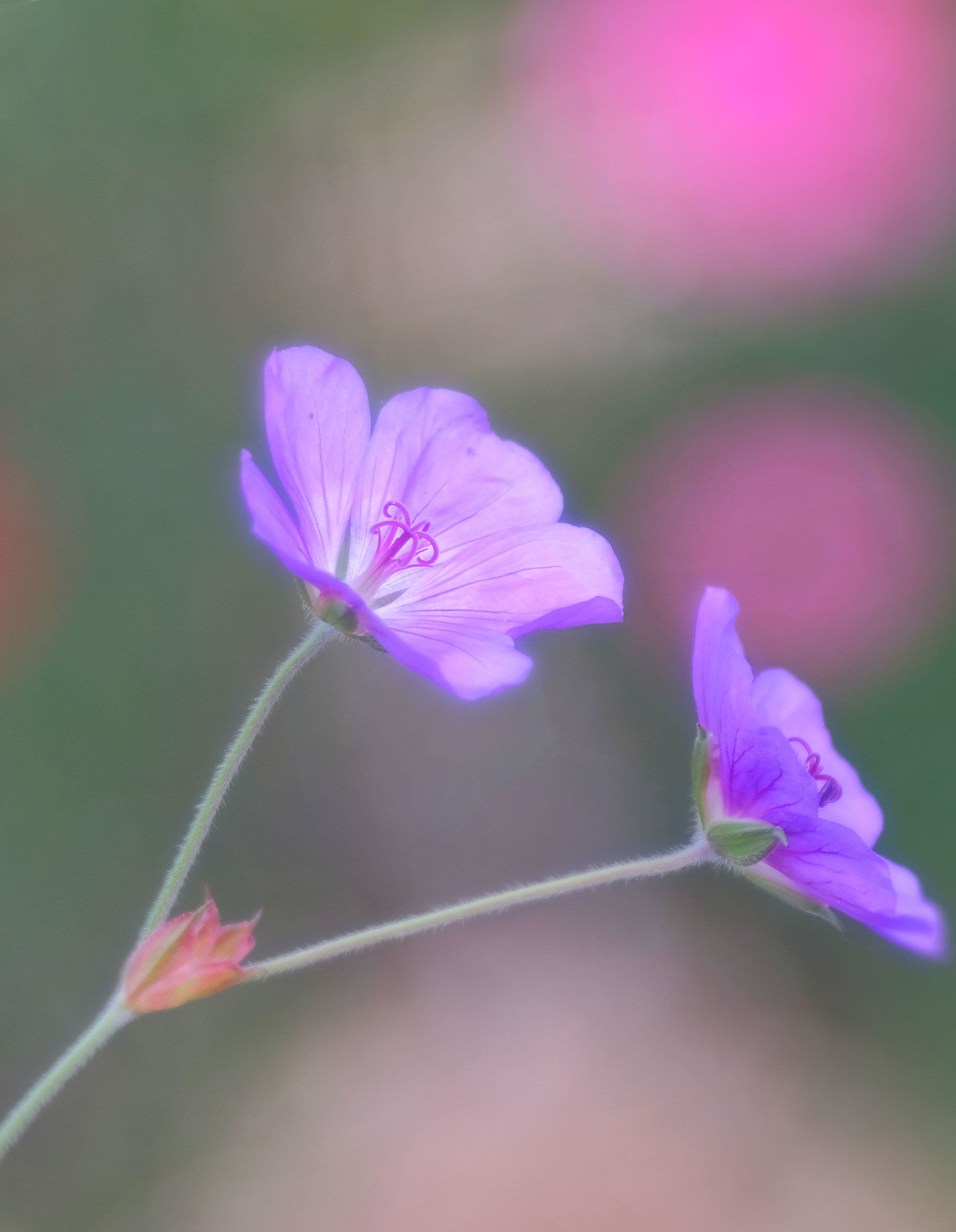 geranium