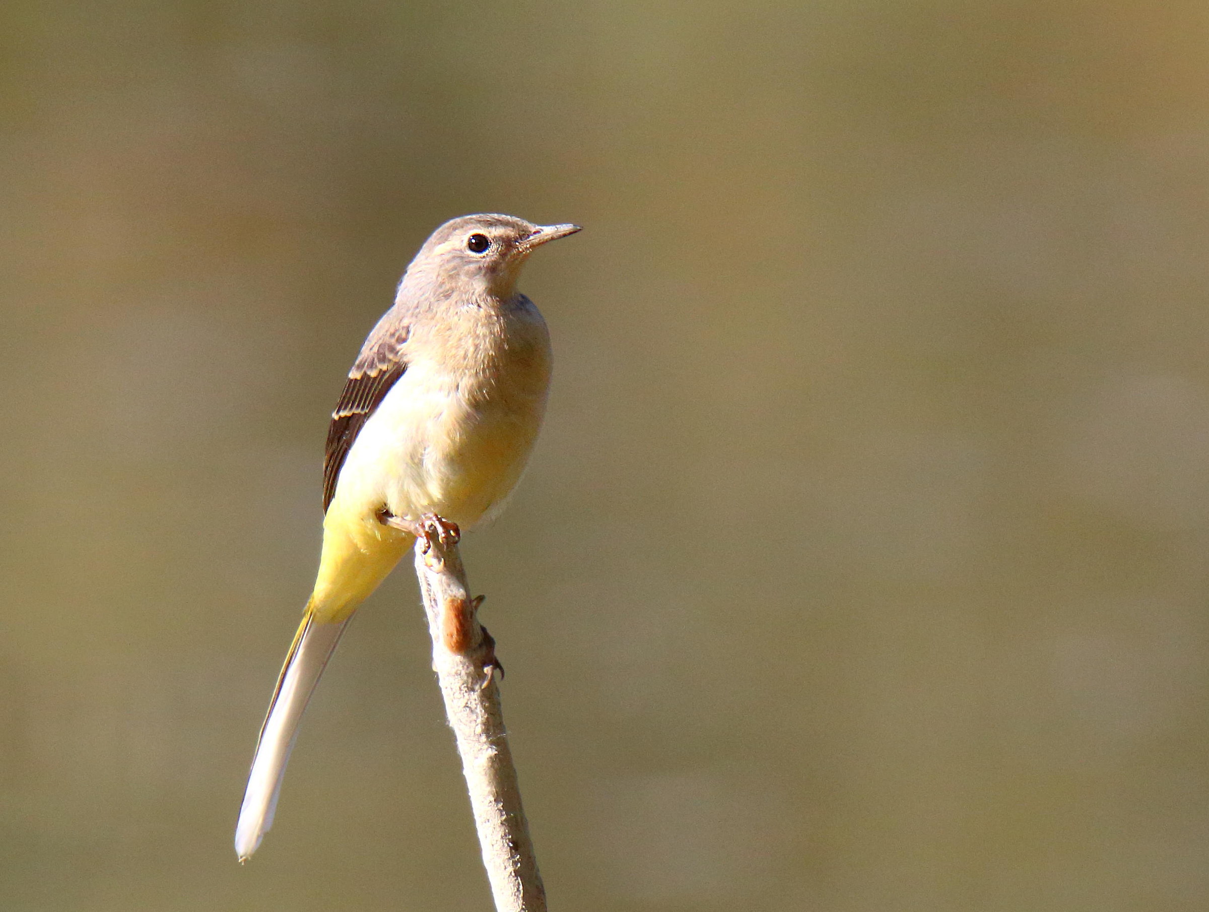 Yellow Wagtail