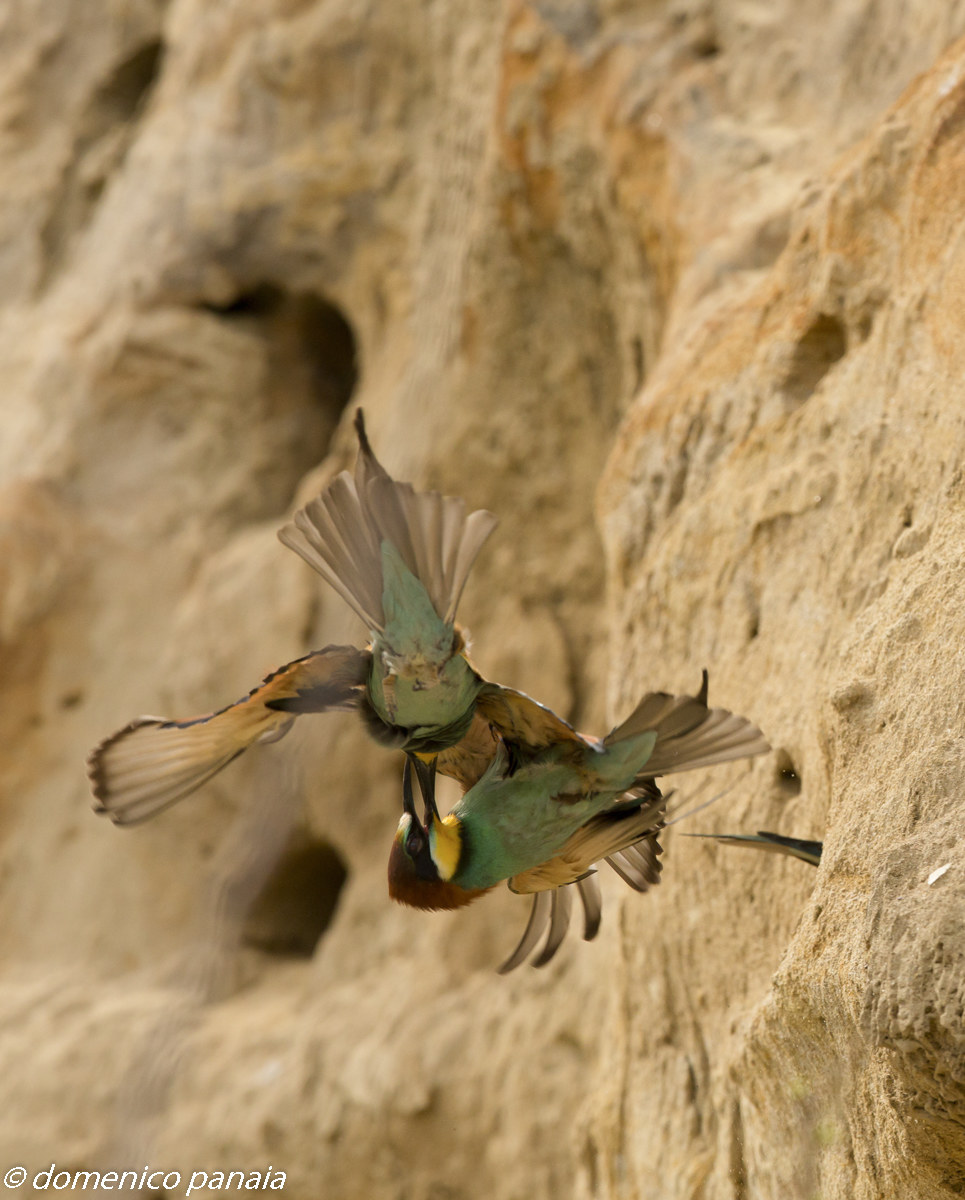 gruccioni litigiosi #2