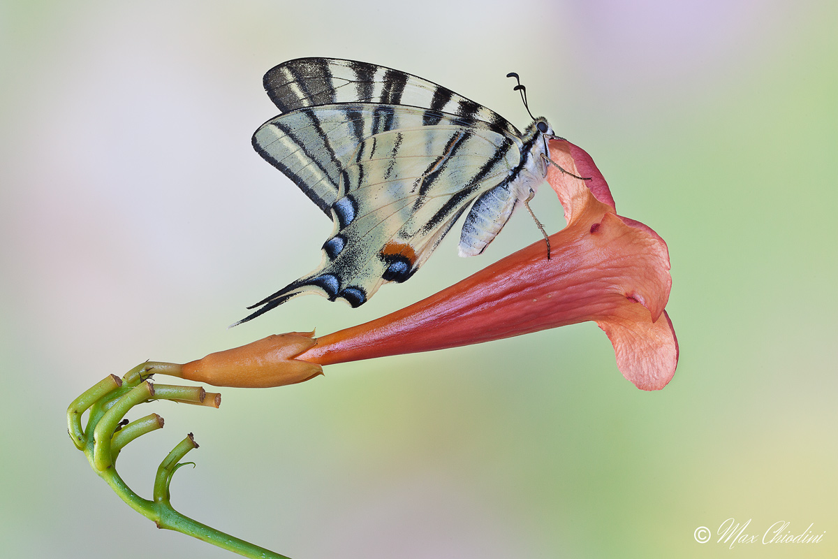 The Poda and the trumpet