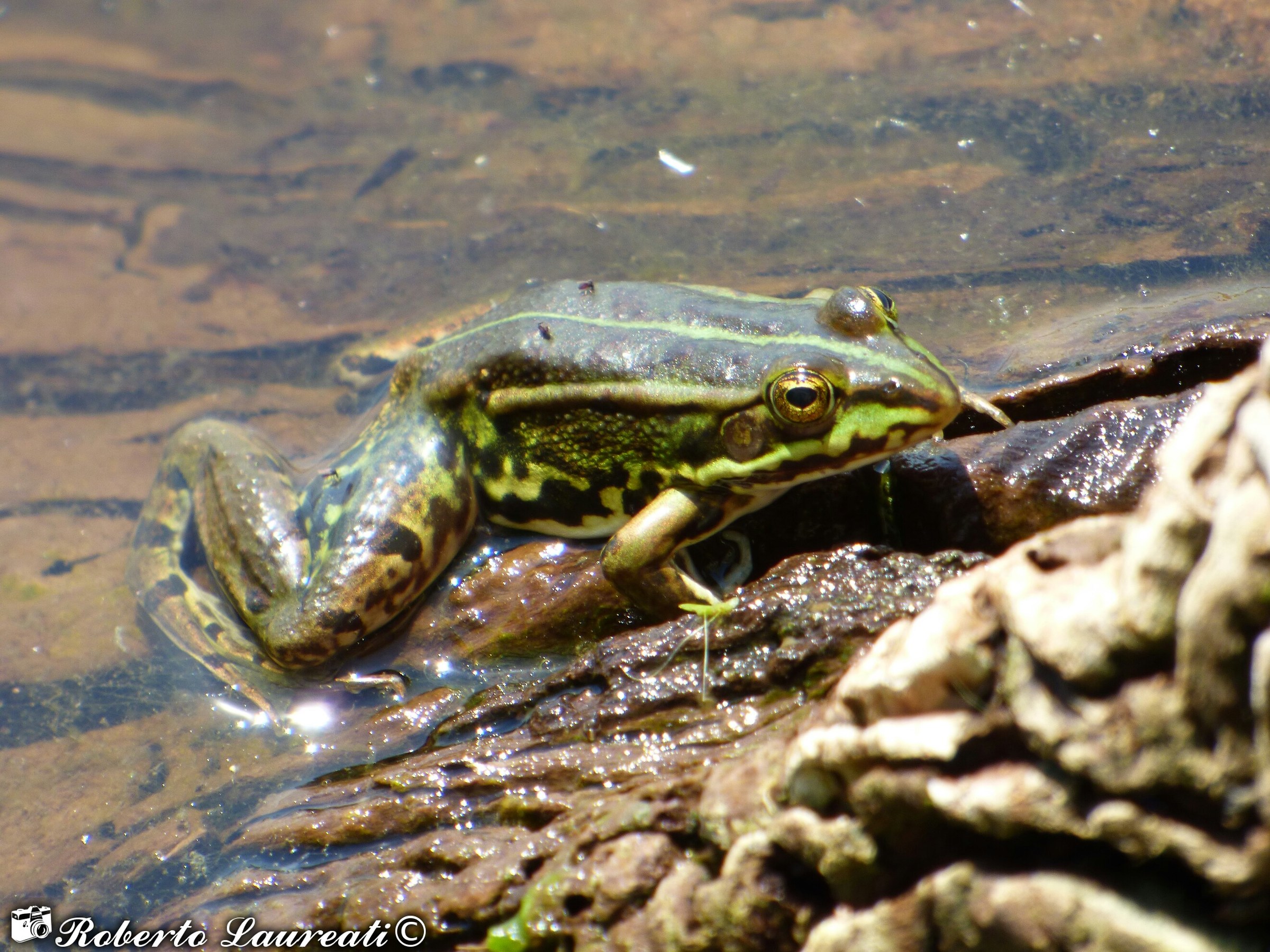 Greater green frog (Pelophylax ridibundus)