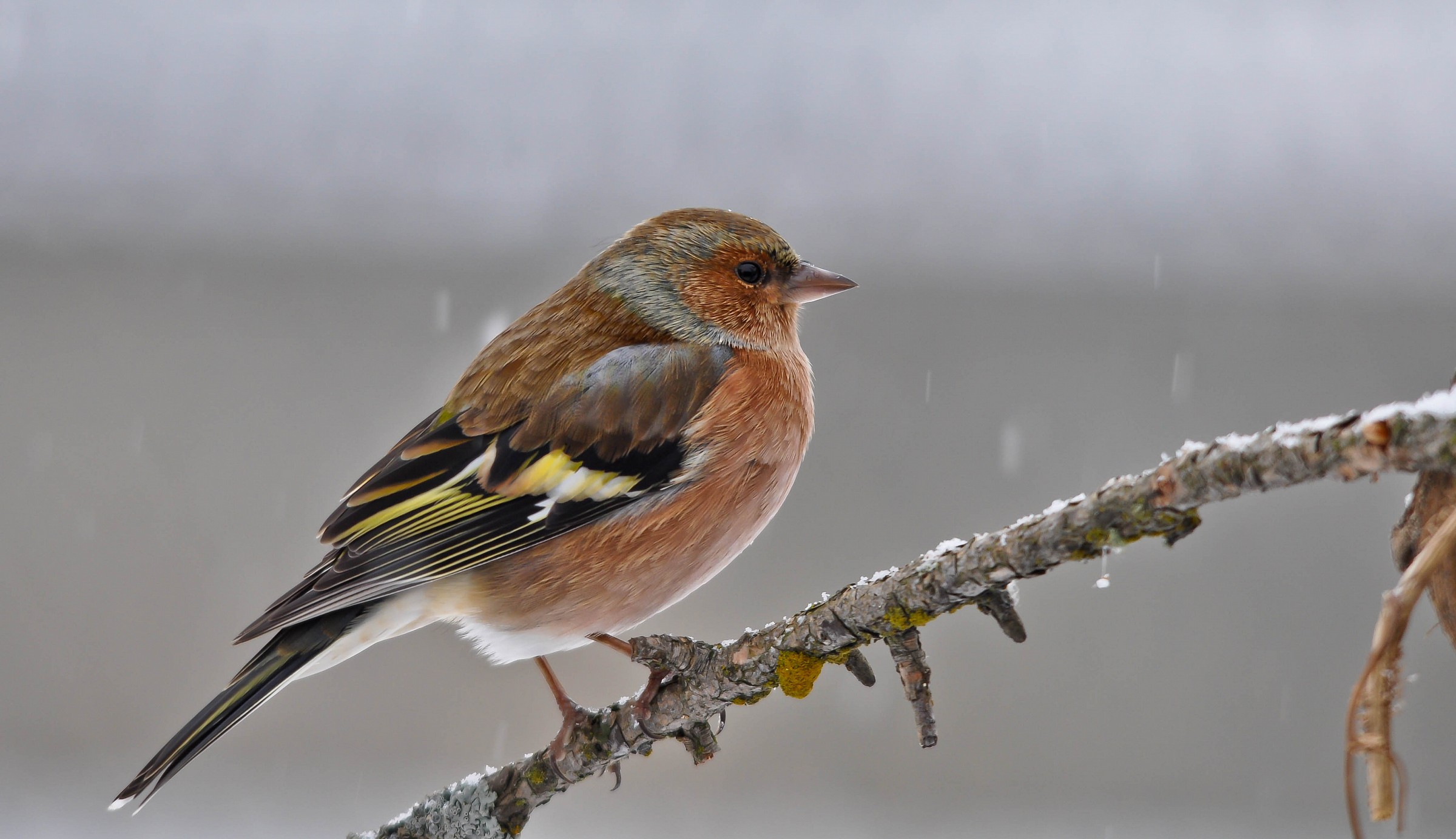 Winter finch