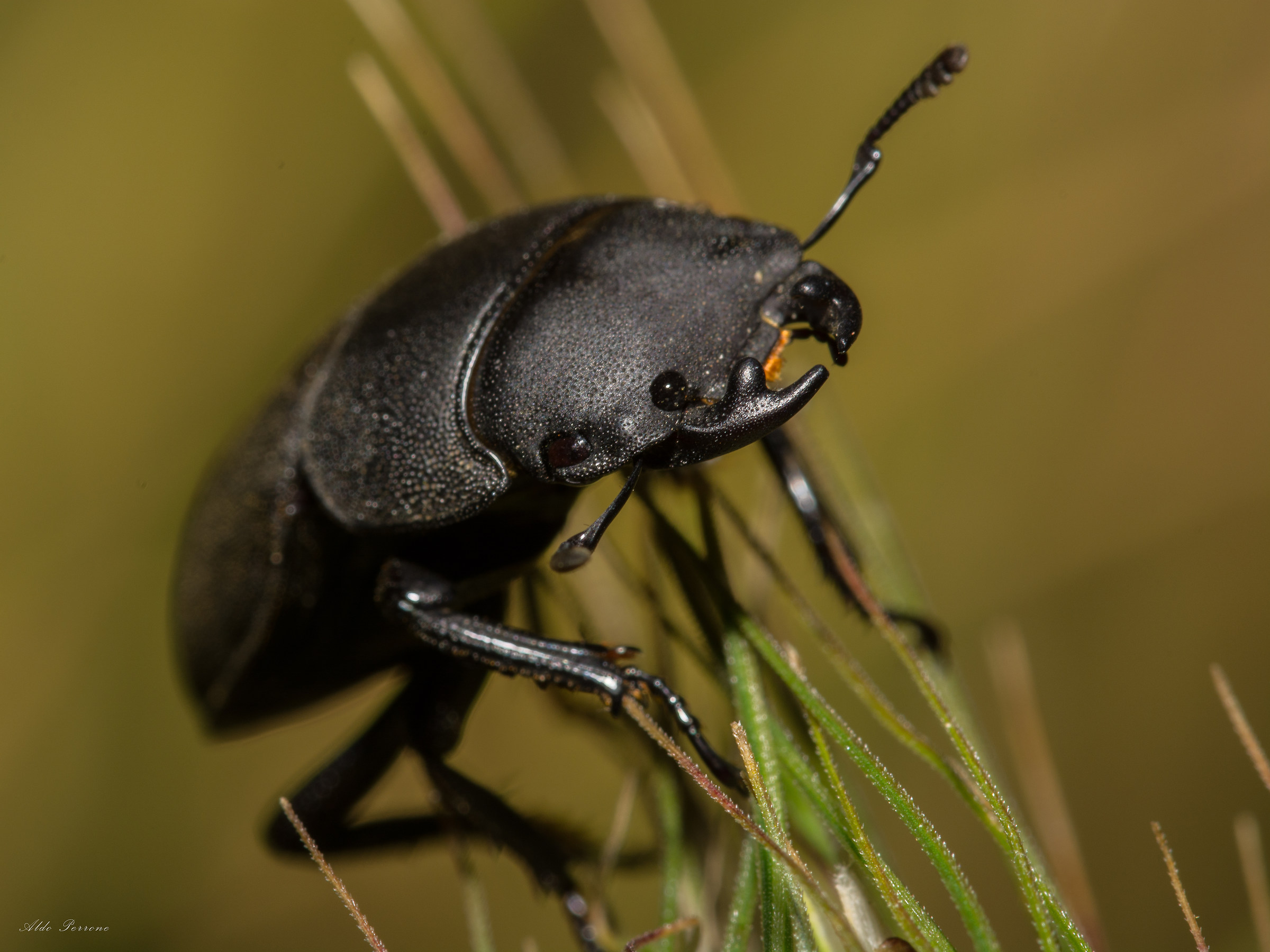 Insect - Second Sigma 105 Test