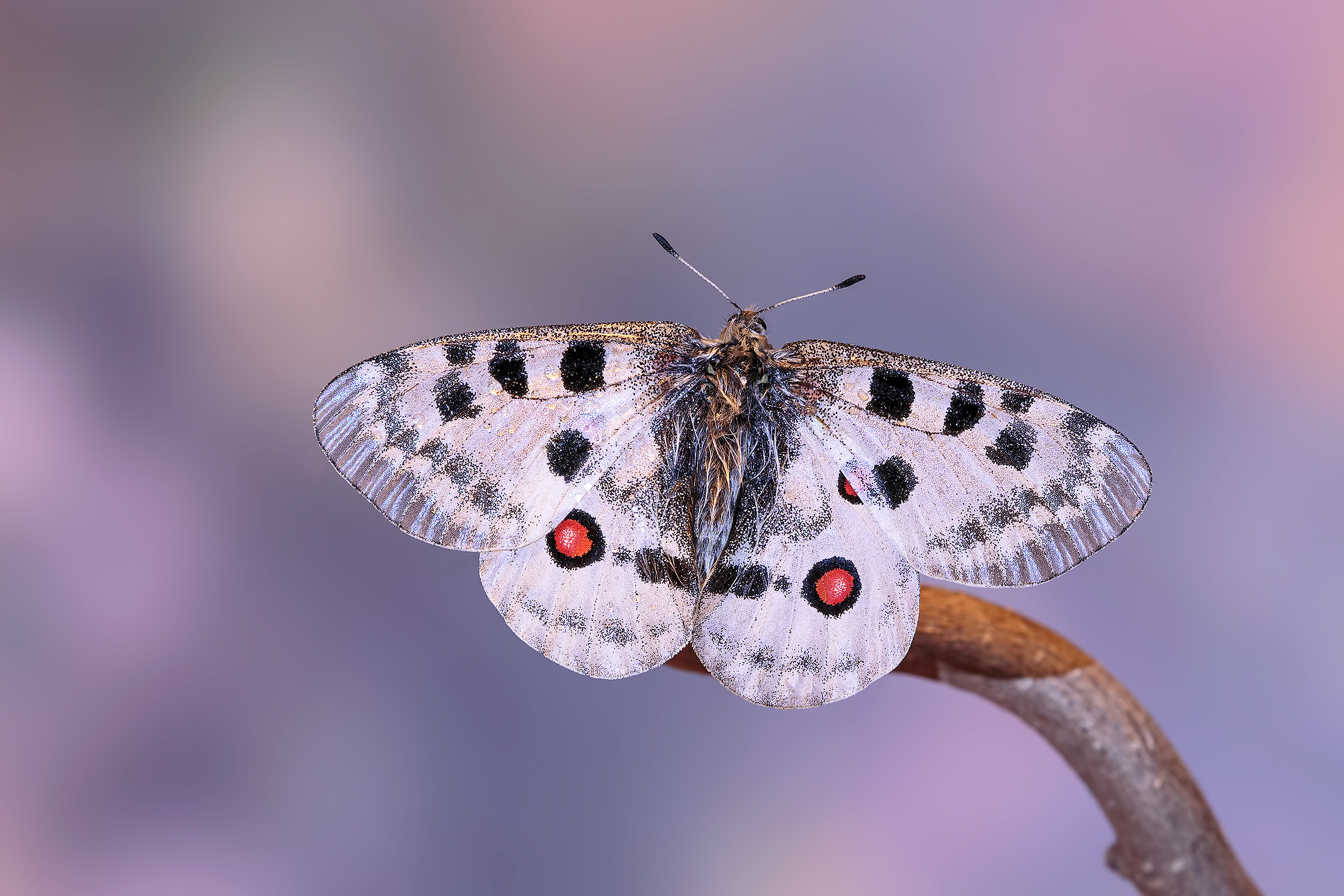 Parnassius Apollo