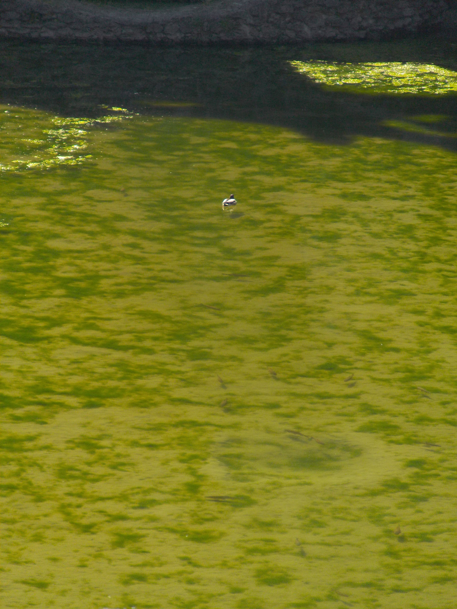 Anatra solitaria allla Peschiera - Delizia di Sassuolo