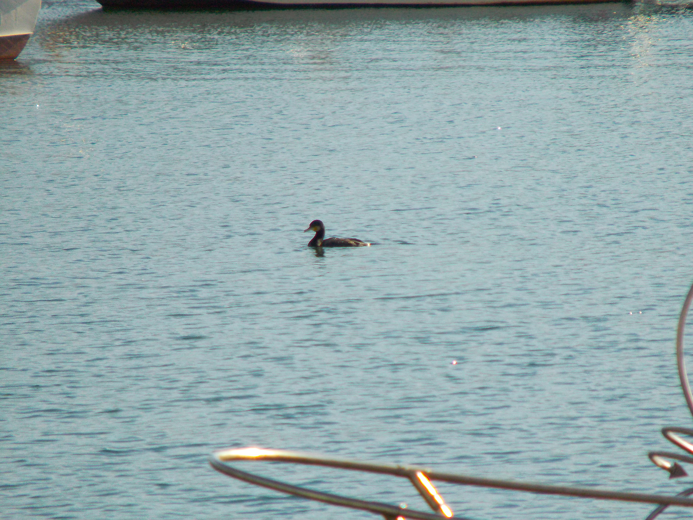 Cormorano solitario al porto