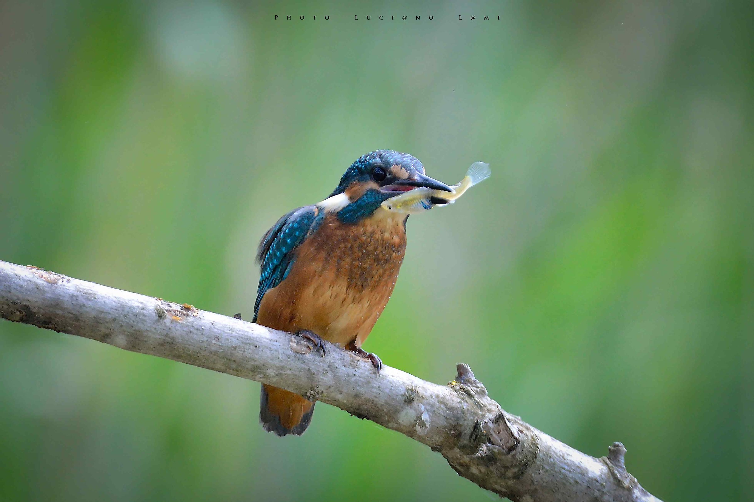 Martin Fisherman fished